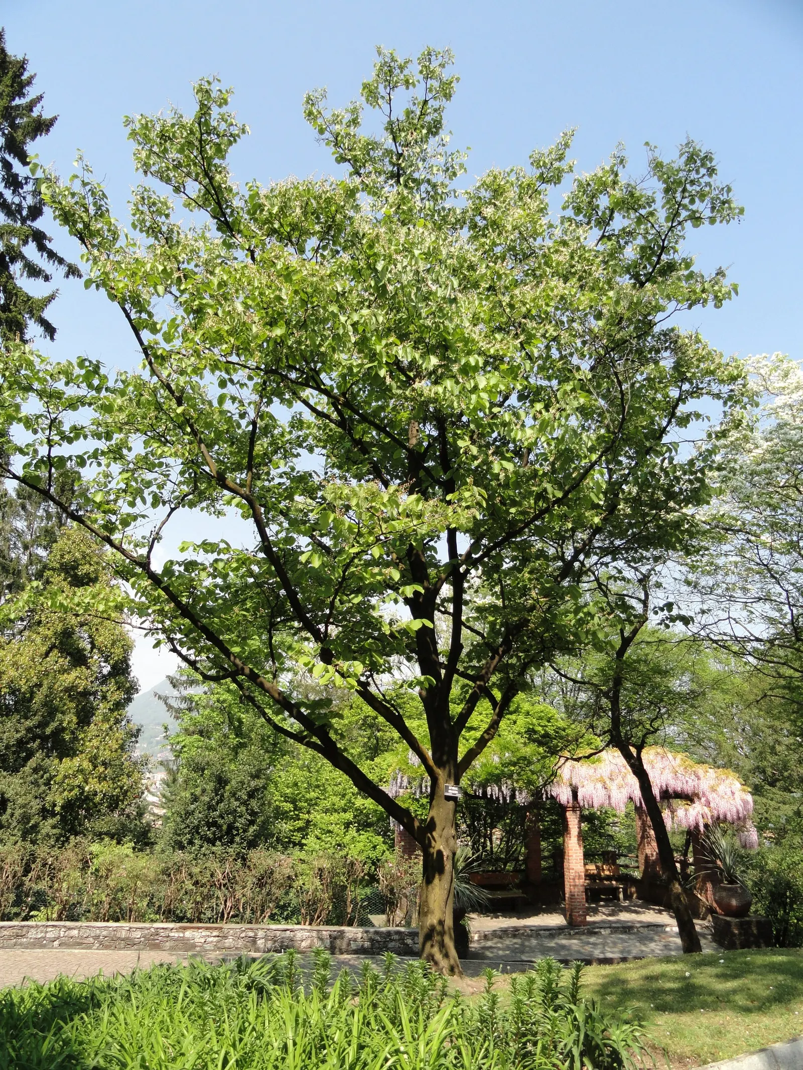 Oriental Sweet Gum (Liquidambar Orientalis) — Exudes fragrant storax resin, often used in perfumes and medicines; transitioning to a brilliant, image 54
