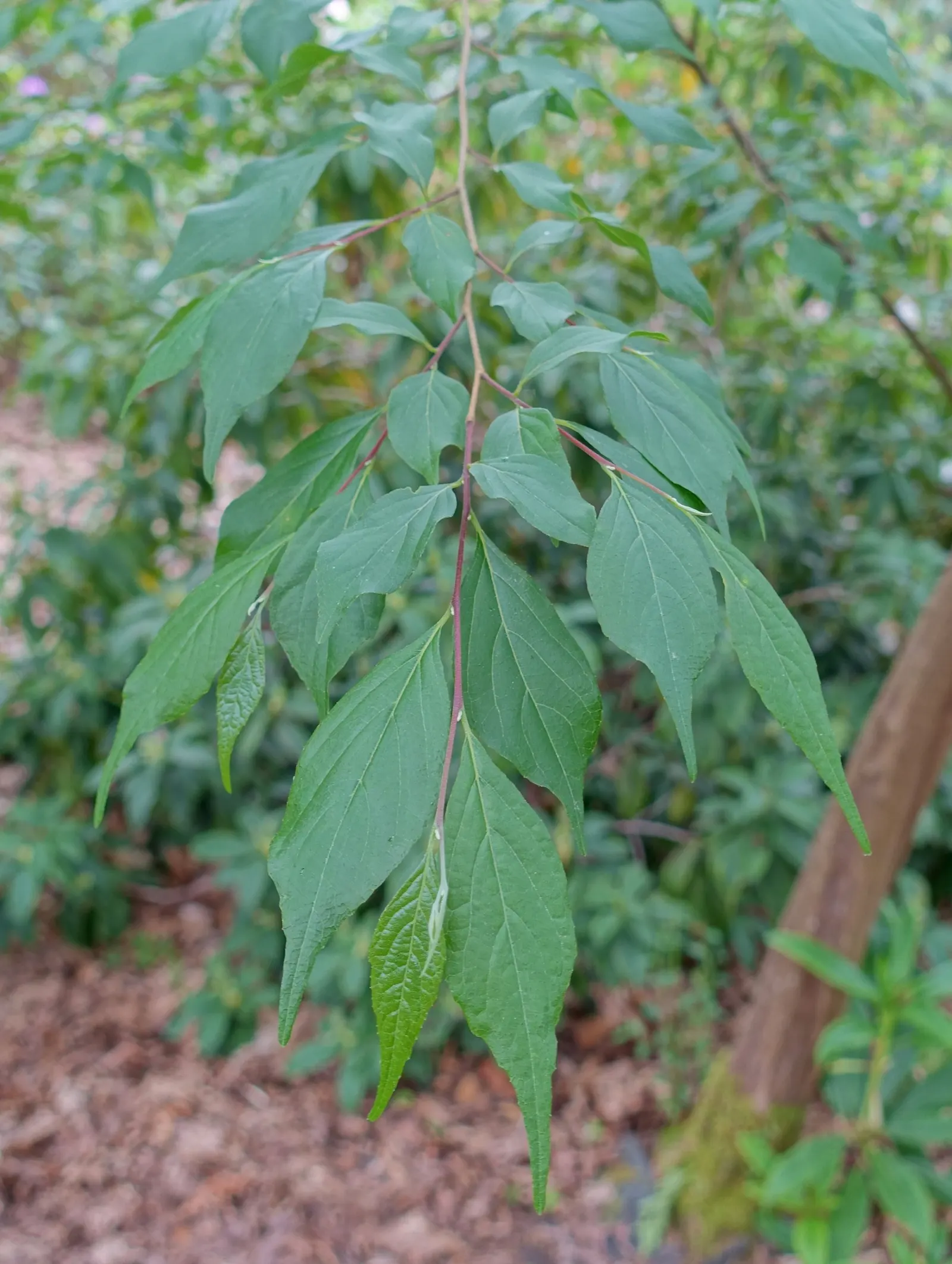 Oriental Sweet Gum (Liquidambar Orientalis) — Mature specimens reach up to 30-40 ft high and spread 25-30 ft wide; spiky fruiting balls that add, image 51