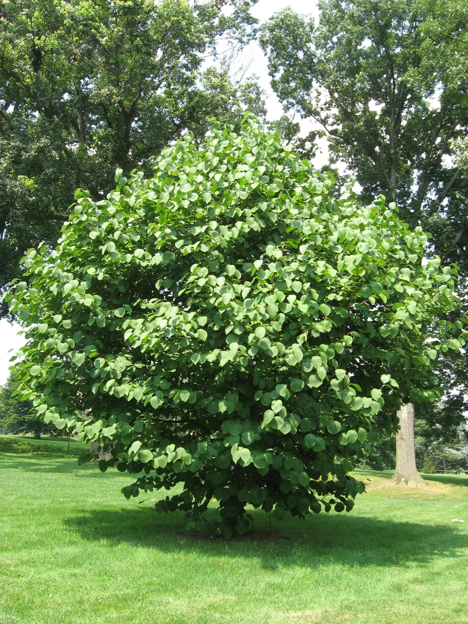 Oriental Sweet Gum (Liquidambar Orientalis) — tree for full; consider its space requirements and noteworthy size at maturity