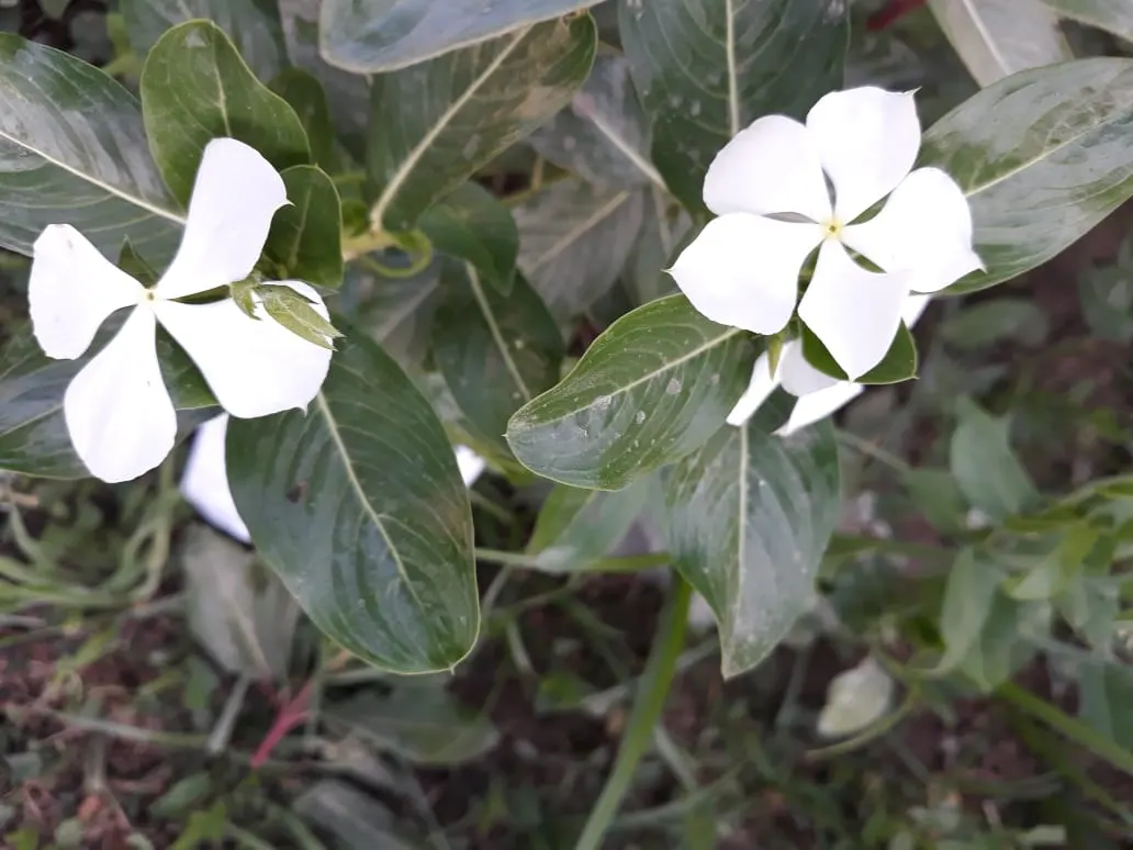 White Periwinkle (Vinca Minor 'Alba') — scientifically named Vinca minor 'Alba'; the White Periwinkle thrives in partial to full shade, image 56