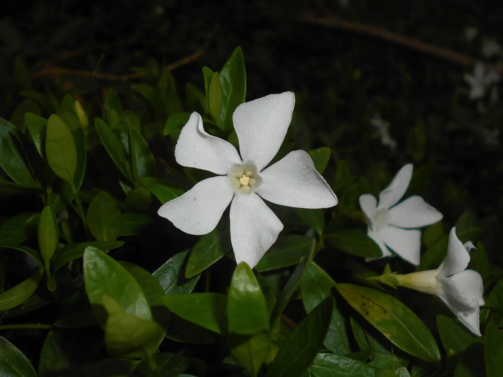 White Periwinkle (Vinca Minor 'Alba') — which contrasts strikingly against its glossy; ground cover with violet blooms
