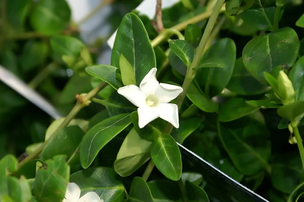 White Periwinkle (Vinca Minor 'Alba') — thus ensuring sustained beauty with minimal intervention.<br><br>As a low-maintenance option