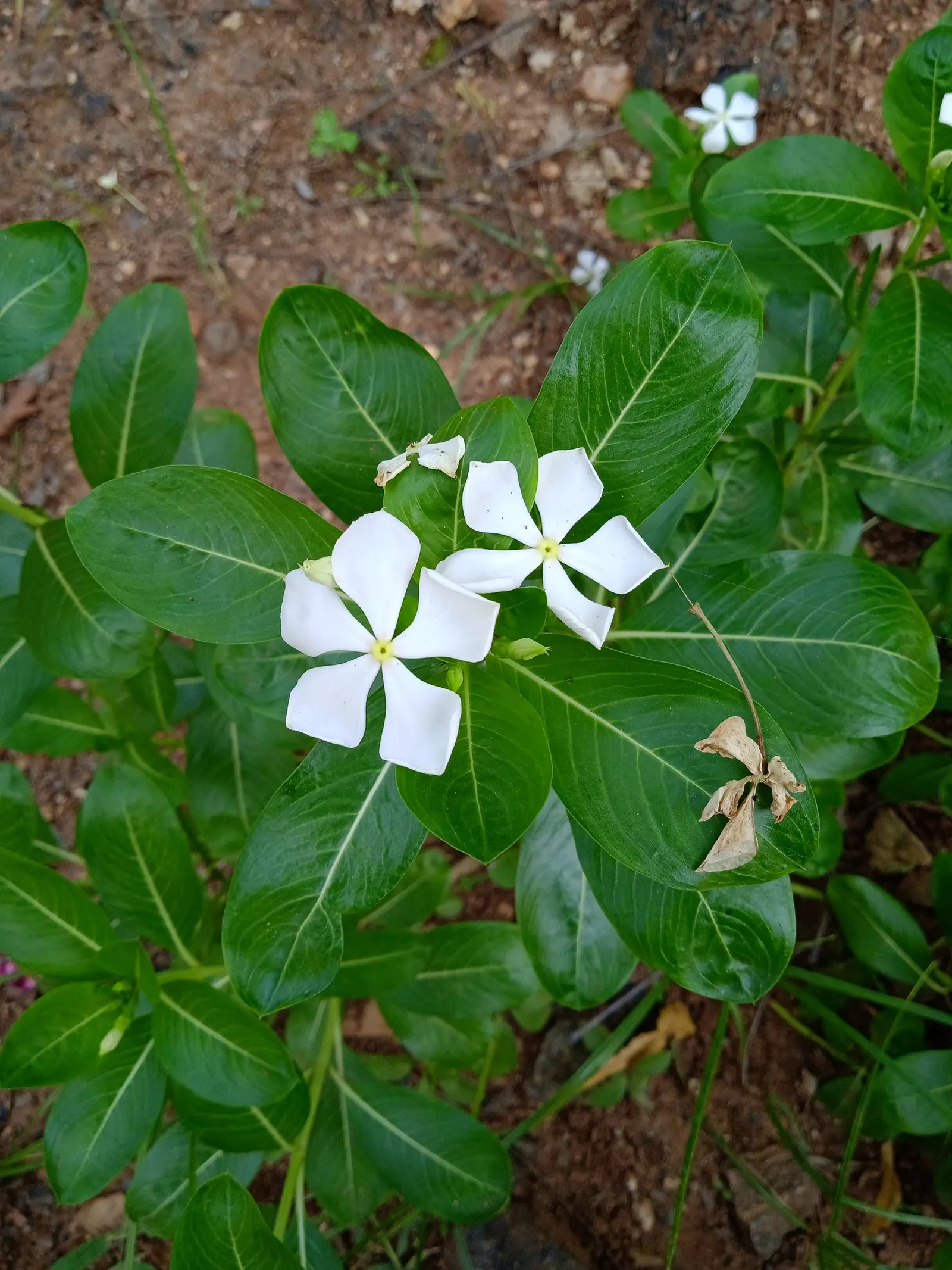 White Periwinkle (Vinca Minor 'Alba') — prized for its resplendence and low-maintenance character in landscape designs; this hardy plant thrives in partial to