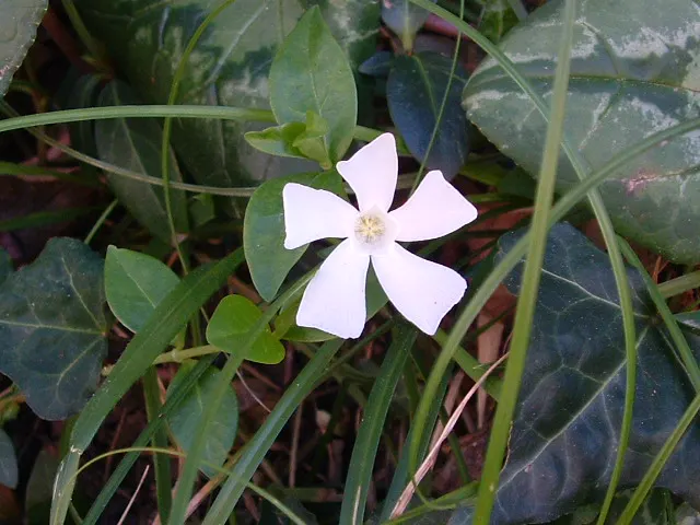 White Periwinkle (Vinca Minor 'Alba') — The plant's leaves are oblong to ovate