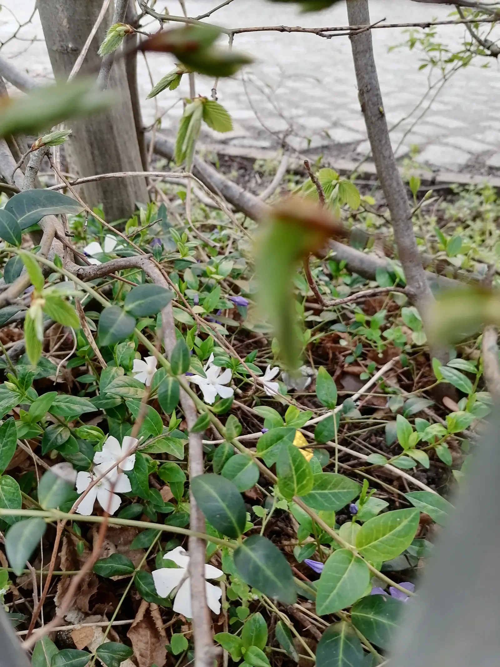 White Periwinkle (Vinca Minor 'Alba') — scientifically named Vinca minor 'Alba'