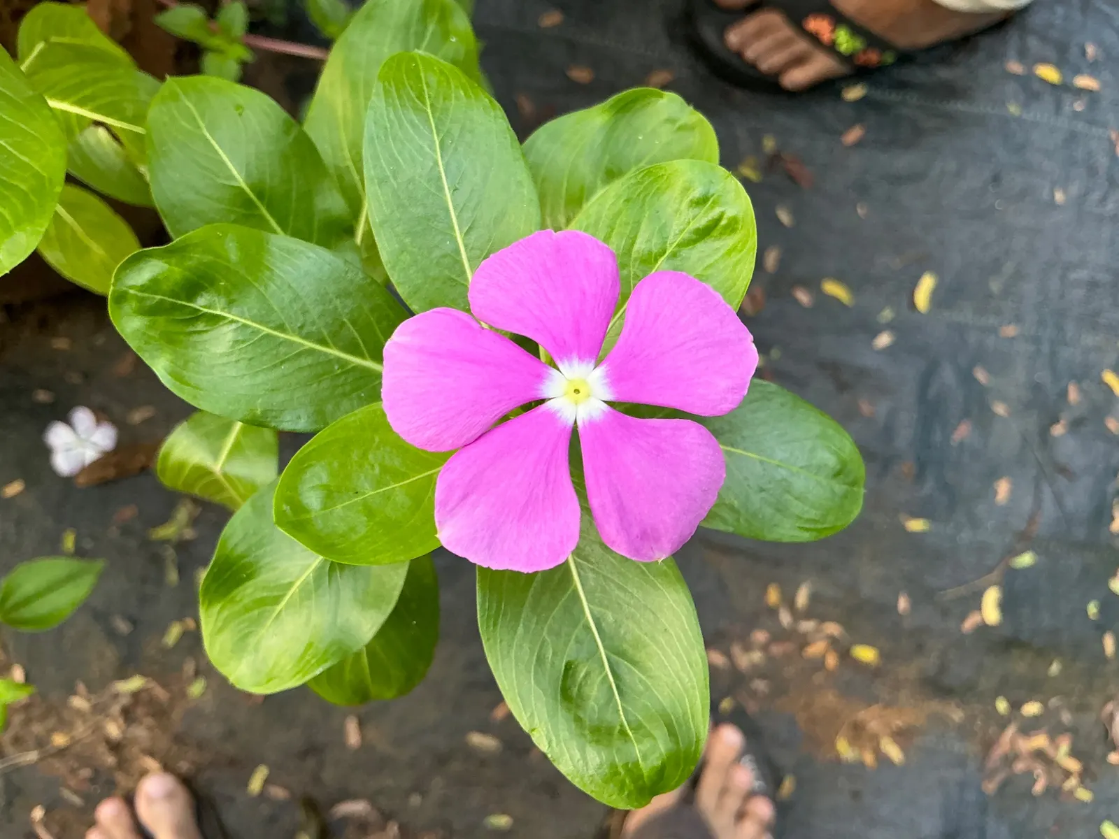 White Periwinkle (Vinca Minor 'Alba') — making it an excellent choice for understory plantings and north-facing gardens