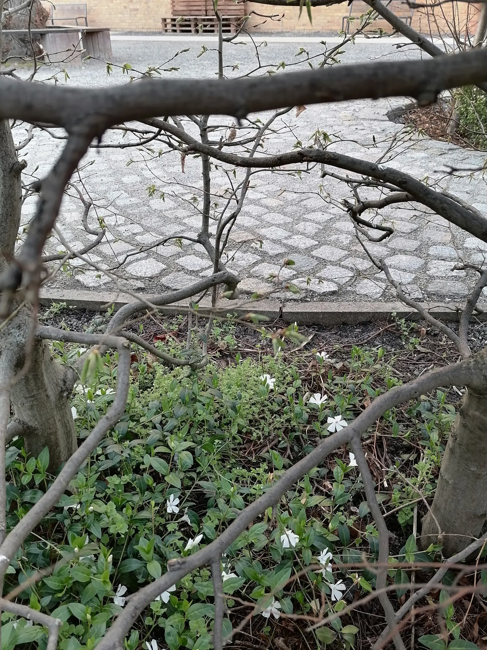 White Periwinkle (Vinca Minor 'Alba') — thus ensuring sustained beauty with minimal intervention.<br><br>As a low-maintenance option; preventing soil erosion