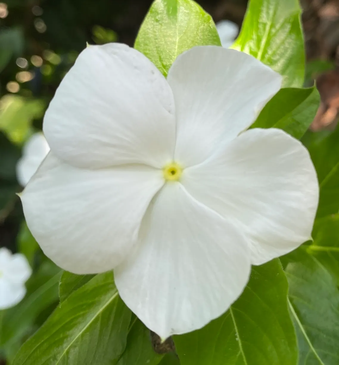 White Periwinkle (Vinca Minor 'Alba') — Periodic pruning may be required to maintain a tidy appearance and prevent overgrowth