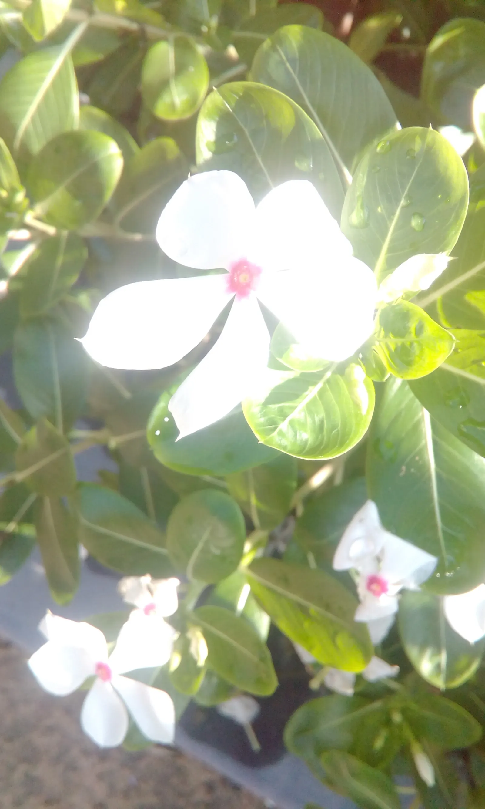White Periwinkle (Vinca Minor 'Alba') — measuring approximately 1 to 2 inches long.<br><br>Ideal for USDA hardiness zones 4 through 8
