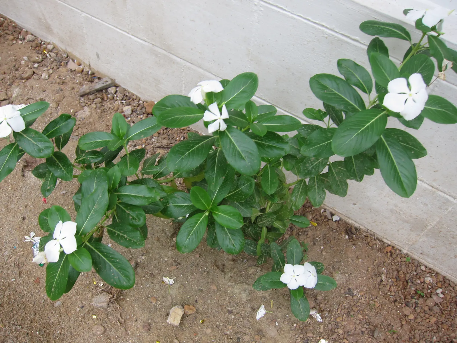 White Periwinkle (Vinca Minor 'Alba') — It's also highly regarded for its hardiness and is resistant to most pests and diseases