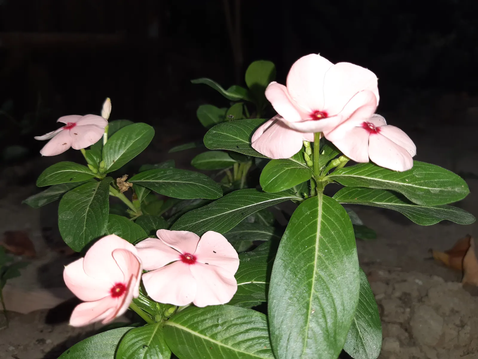 White Periwinkle (Vinca Minor 'Alba') — Periodic pruning may be required to maintain a tidy appearance and prevent overgrowth; it is adaptable to a wide range