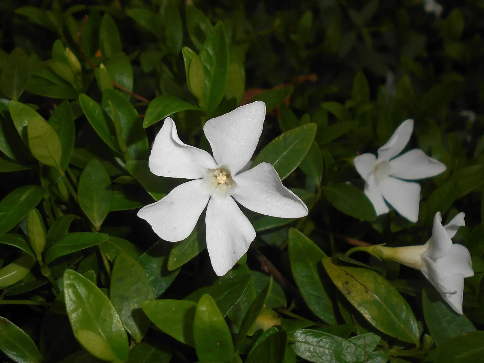 White Periwinkle (Vinca Minor 'Alba') — The plant's leaves are oblong to ovate; scientifically named Vinca minor 'Alba'