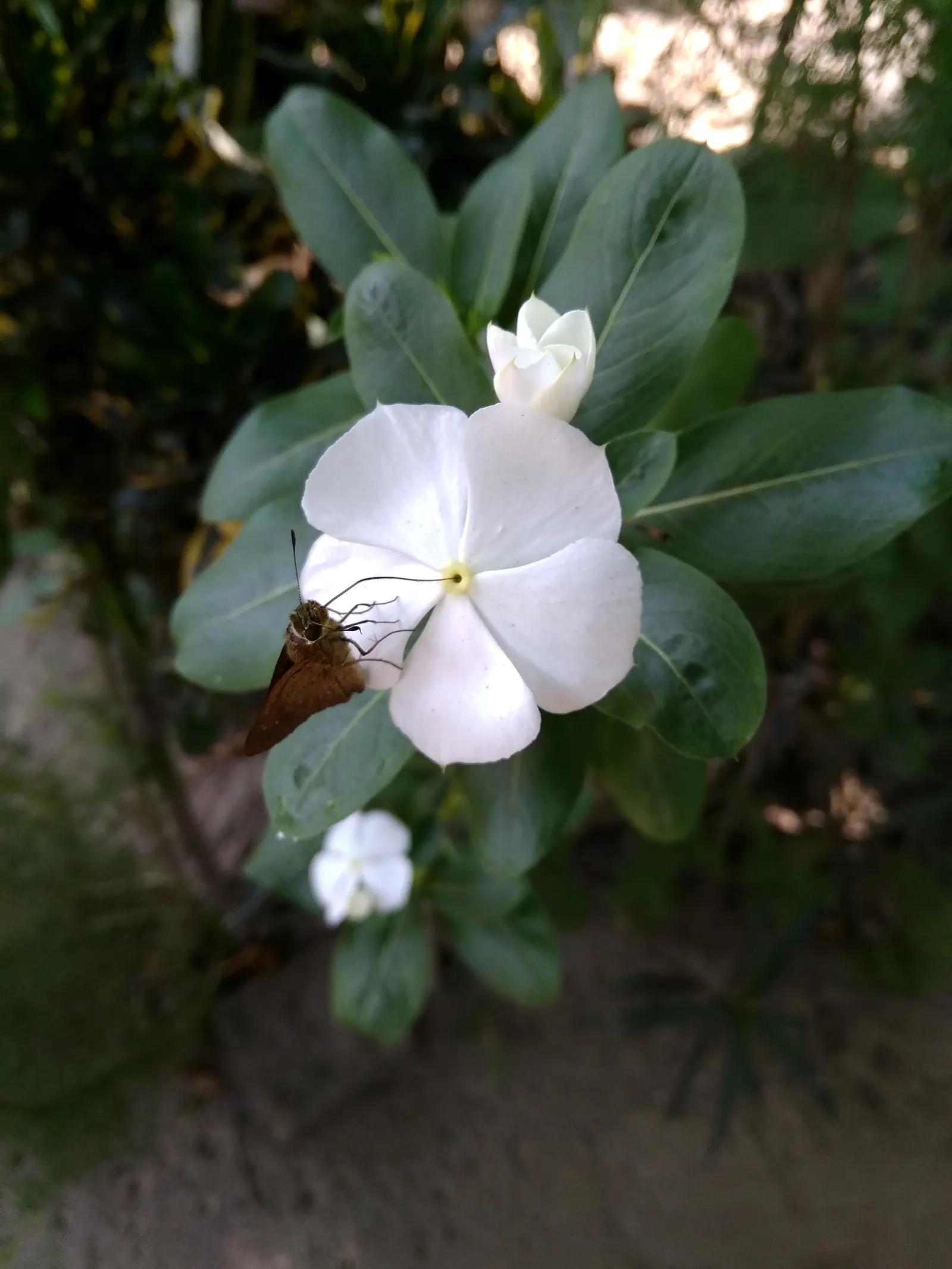 White Periwinkle (Vinca Minor 'Alba') — violet flowers in the garden; prized for its resplendence and low-maintenance character in landscape designs