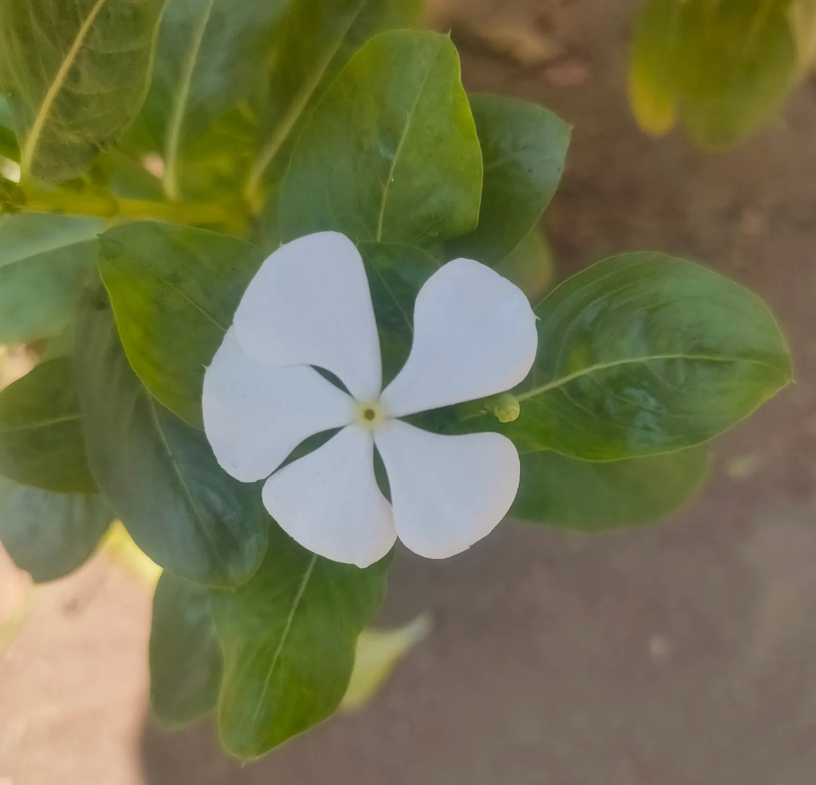 White Periwinkle (Vinca Minor 'Alba') — ground cover for deep shade or half or shade; typically flowering from spring into the fall