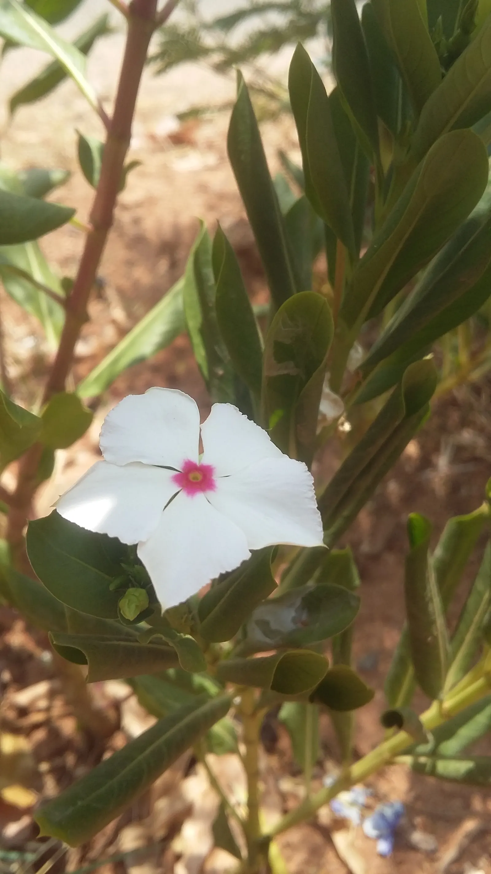 White Periwinkle (Vinca Minor 'Alba') — the White Periwinkle thrives in partial to full shade