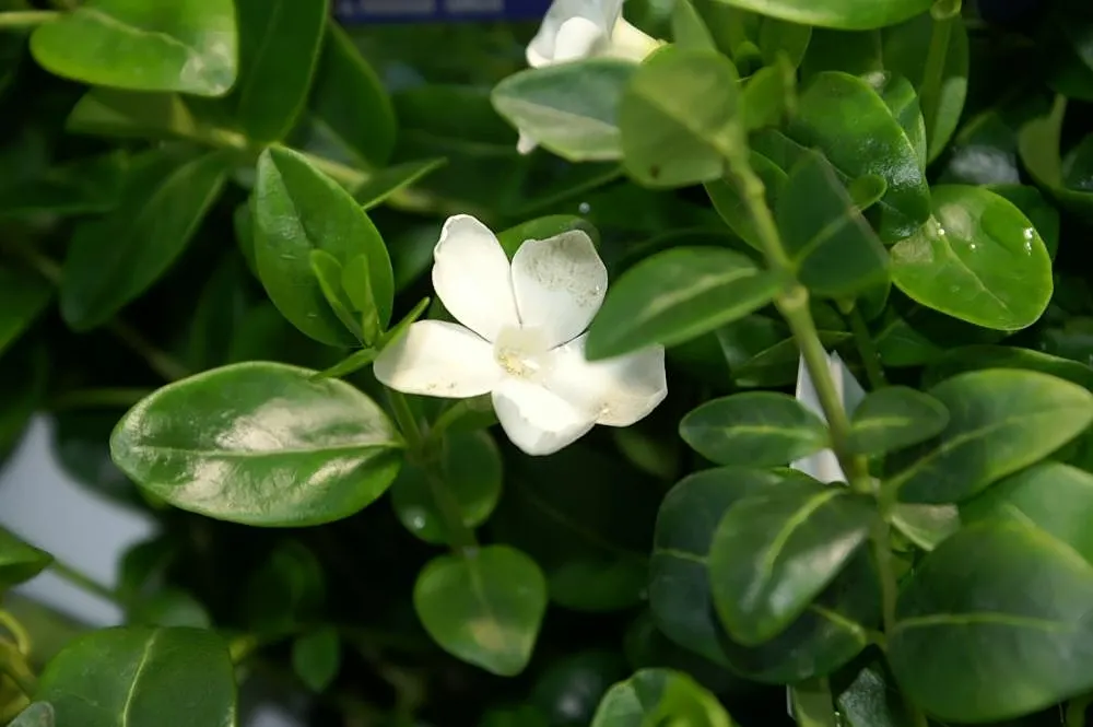 White Periwinkle (Vinca Minor 'Alba') — preventing soil erosion and deterring weeds with its dense foliage
