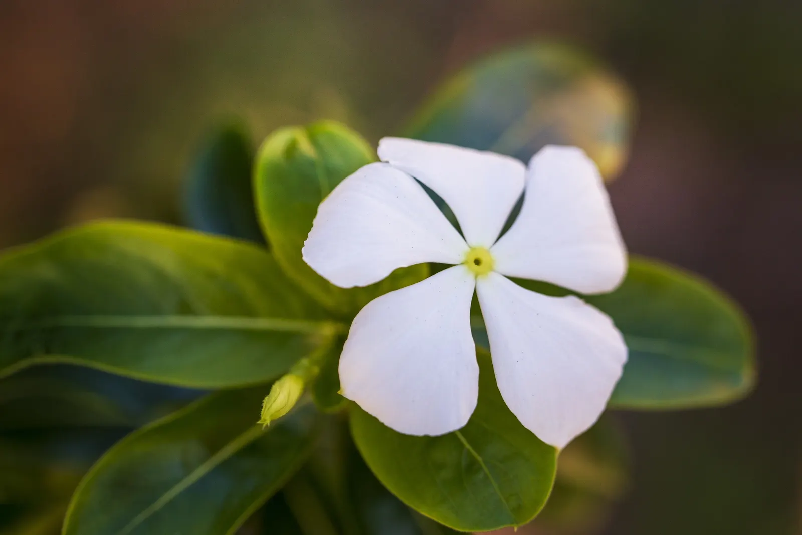 White Periwinkle (Vinca Minor 'Alba') — is a versatile evergreen ground cover plant