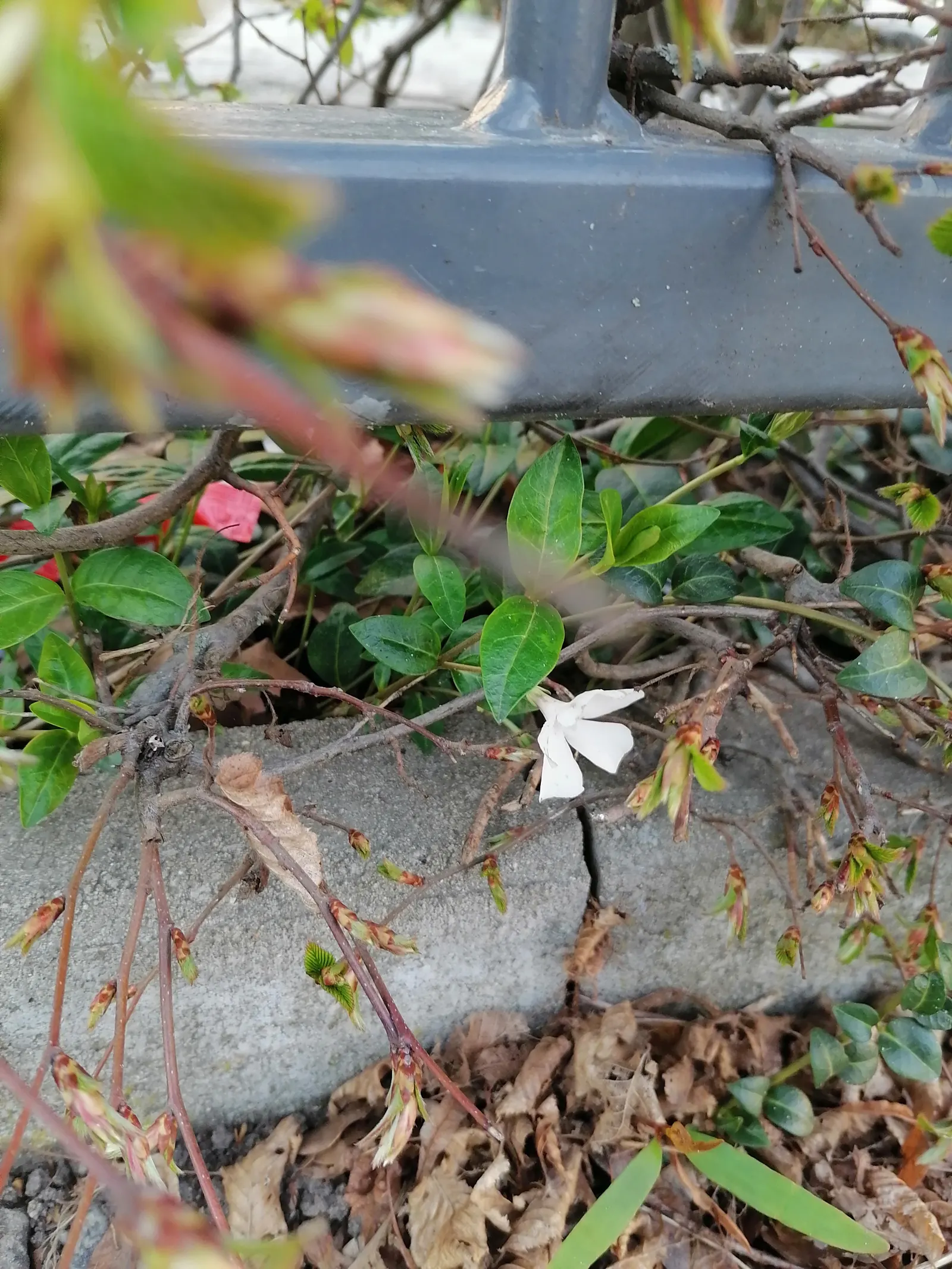 White Periwinkle (Vinca Minor 'Alba') — ground cover with violet blooms; making it an excellent choice for understory plantings and north-facing gardens