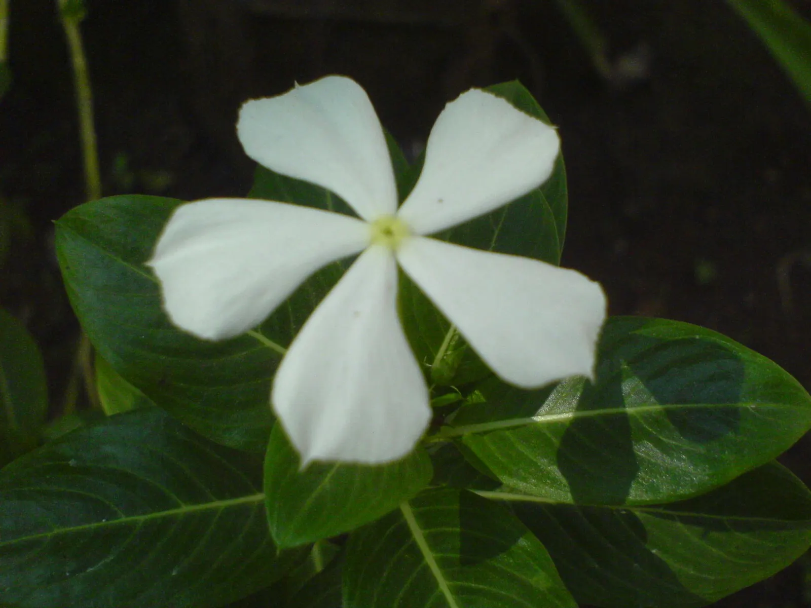 White Periwinkle (Vinca Minor 'Alba') — each typically measuring 1 inch in diameter; periodic pruning may be required to maintain a tidy appearance and prevent