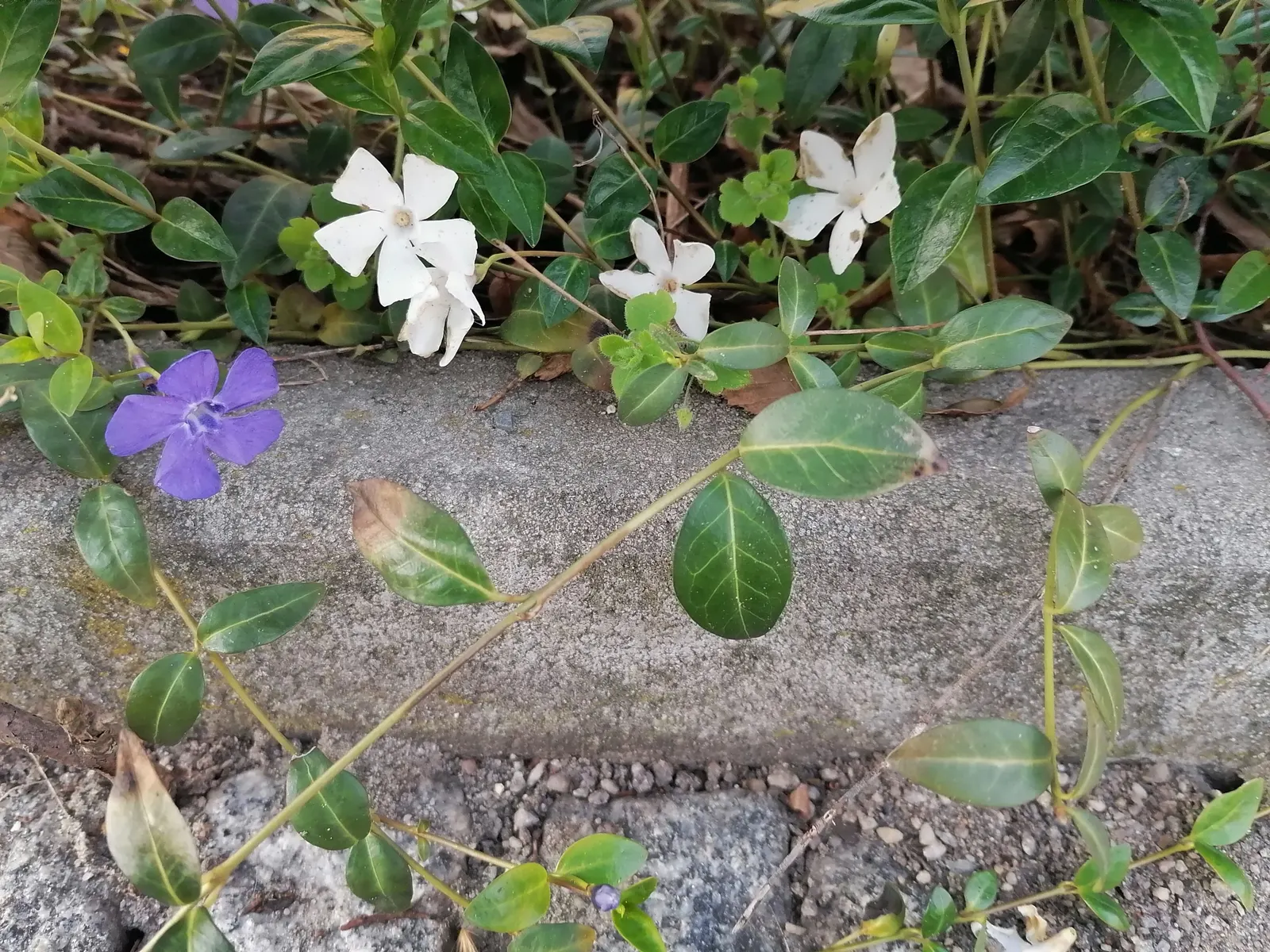 White Periwinkle (Vinca Minor 'Alba') — it reaches 4 to 6 inches in height and spreads 18 to 24 inches; ground cover for deep shade or half or shade, image 54