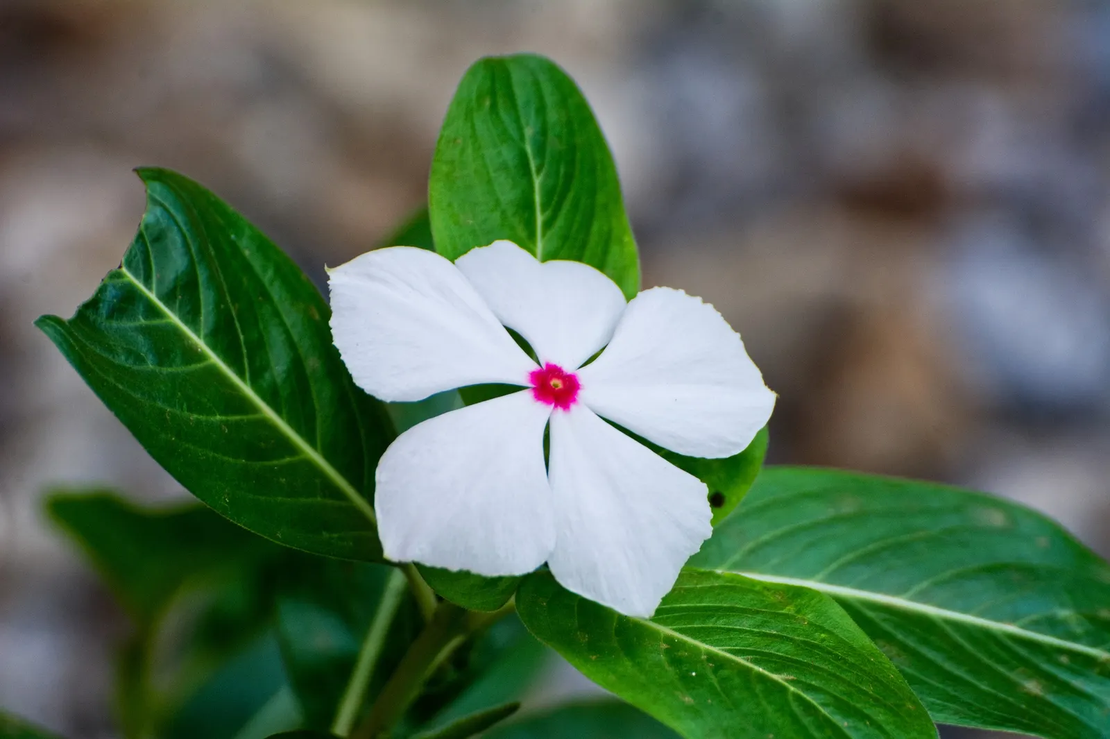 White Periwinkle (Vinca Minor 'Alba') — violet flowers in the garden