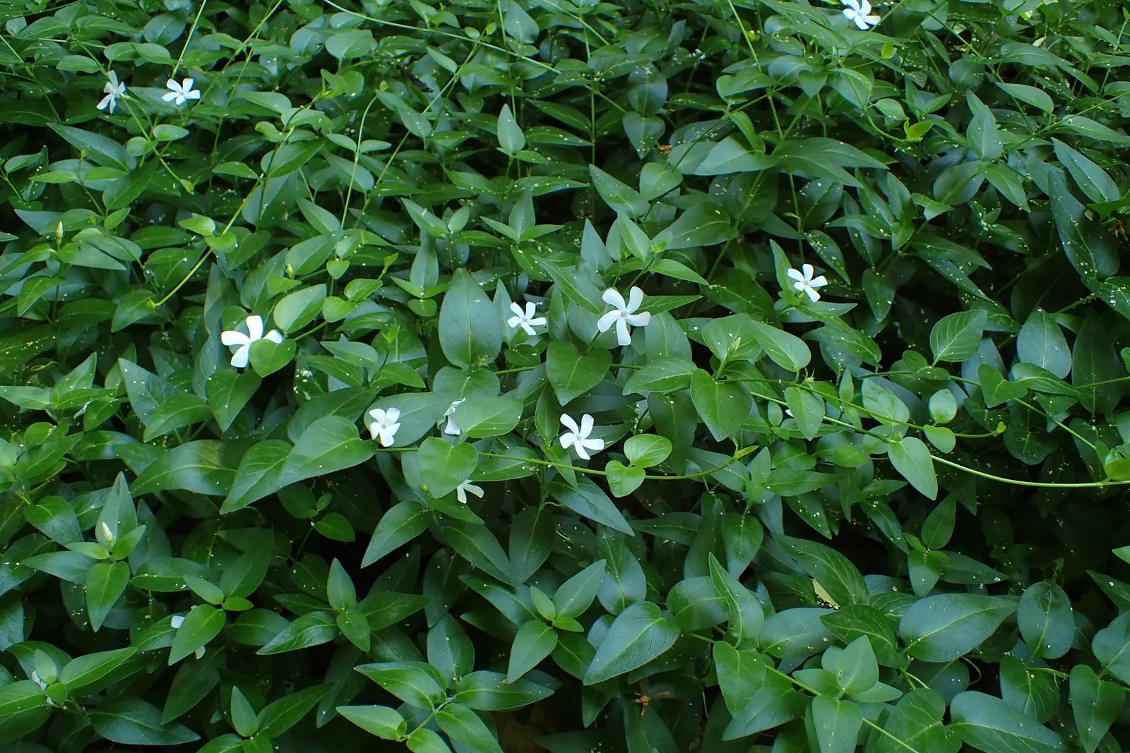 White Periwinkle (Vinca Minor 'Alba') — offering excellent coverage for borders and underplantings; is a versatile evergreen ground cover plant