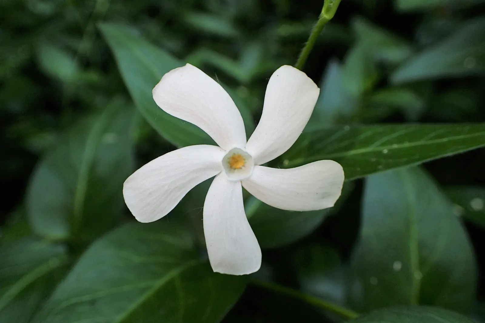 White Periwinkle (Vinca Minor 'Alba') — The White Periwinkle, or Vinca minor 'Alba', is an evergreen ground cover with a trailing habit; it reaches 4 to 6
