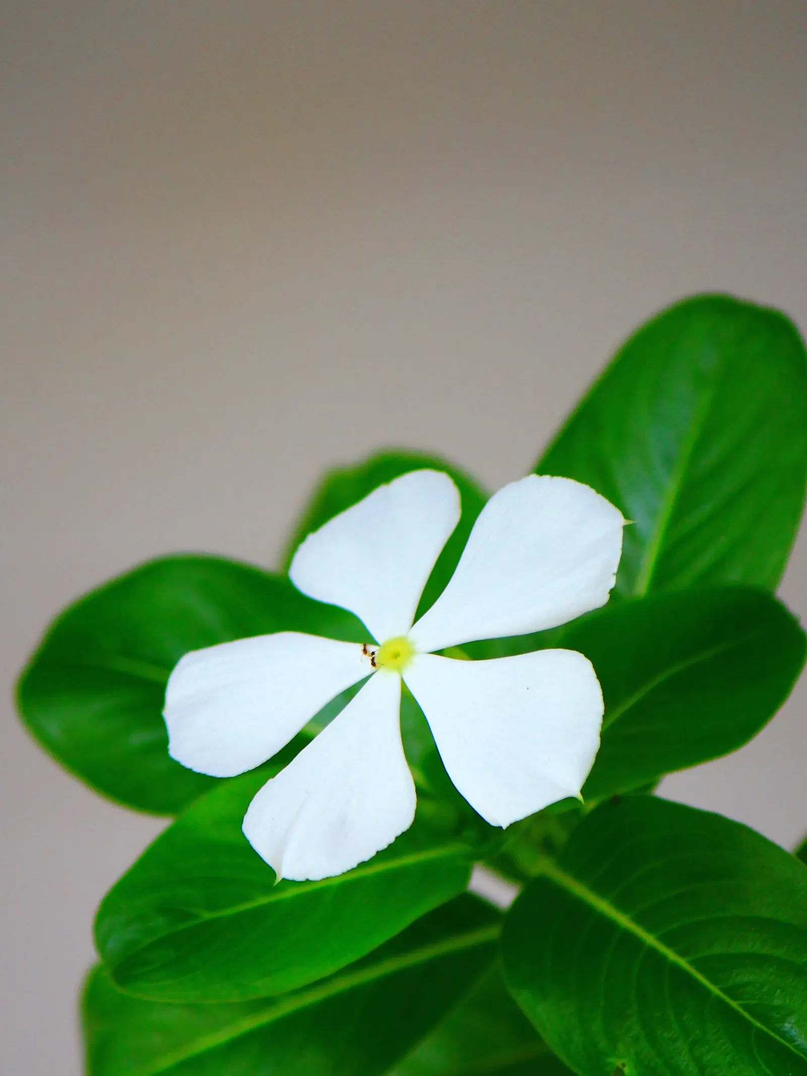 White Periwinkle (Vinca Minor 'Alba') — It is adaptable to a wide range of soil conditions, but it prefers moist, well-drained soils; this variant features a