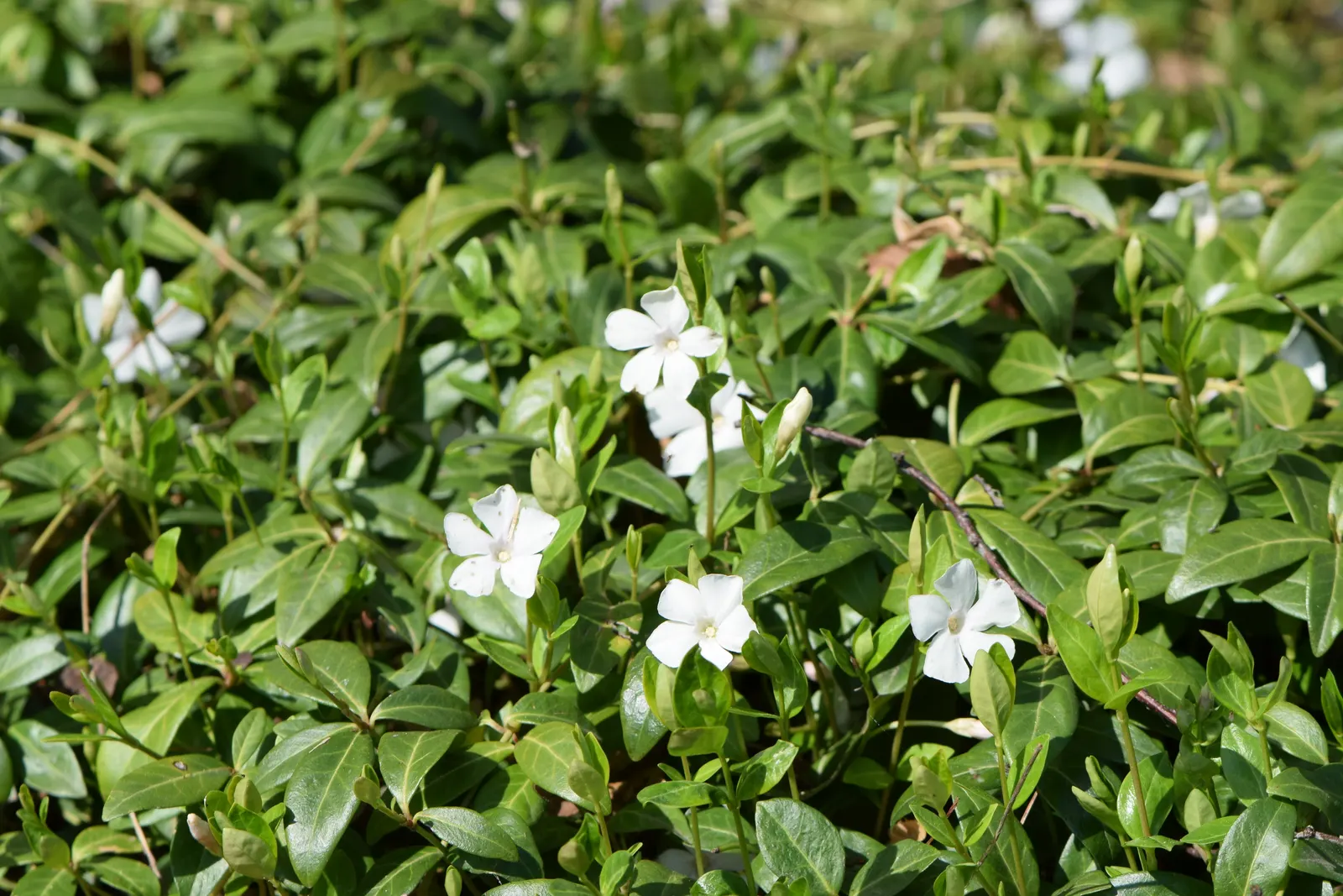 White Periwinkle (Vinca Minor 'Alba') — It is adaptable to a wide range of soil conditions, but it prefers moist, well-drained soils
