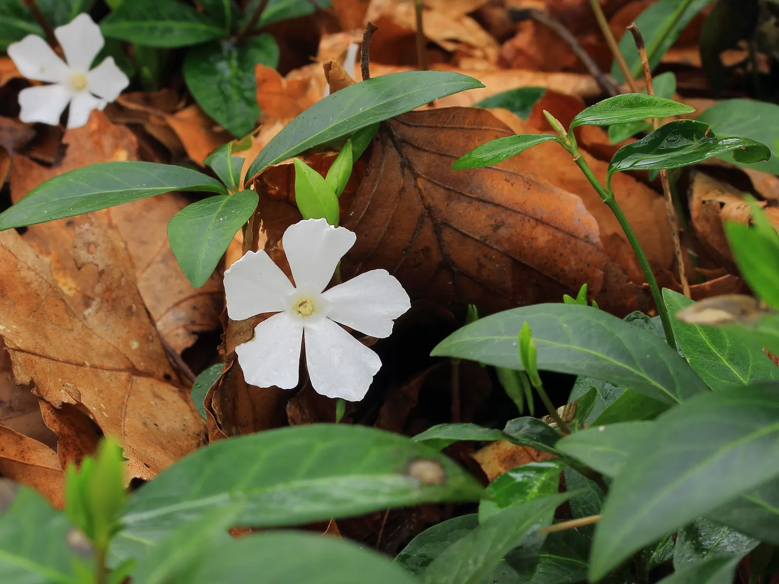 White Periwinkle (Vinca Minor 'Alba') — This hardy plant thrives in partial to full shade and adapts to various soil types; this periwinkle serves, image 53