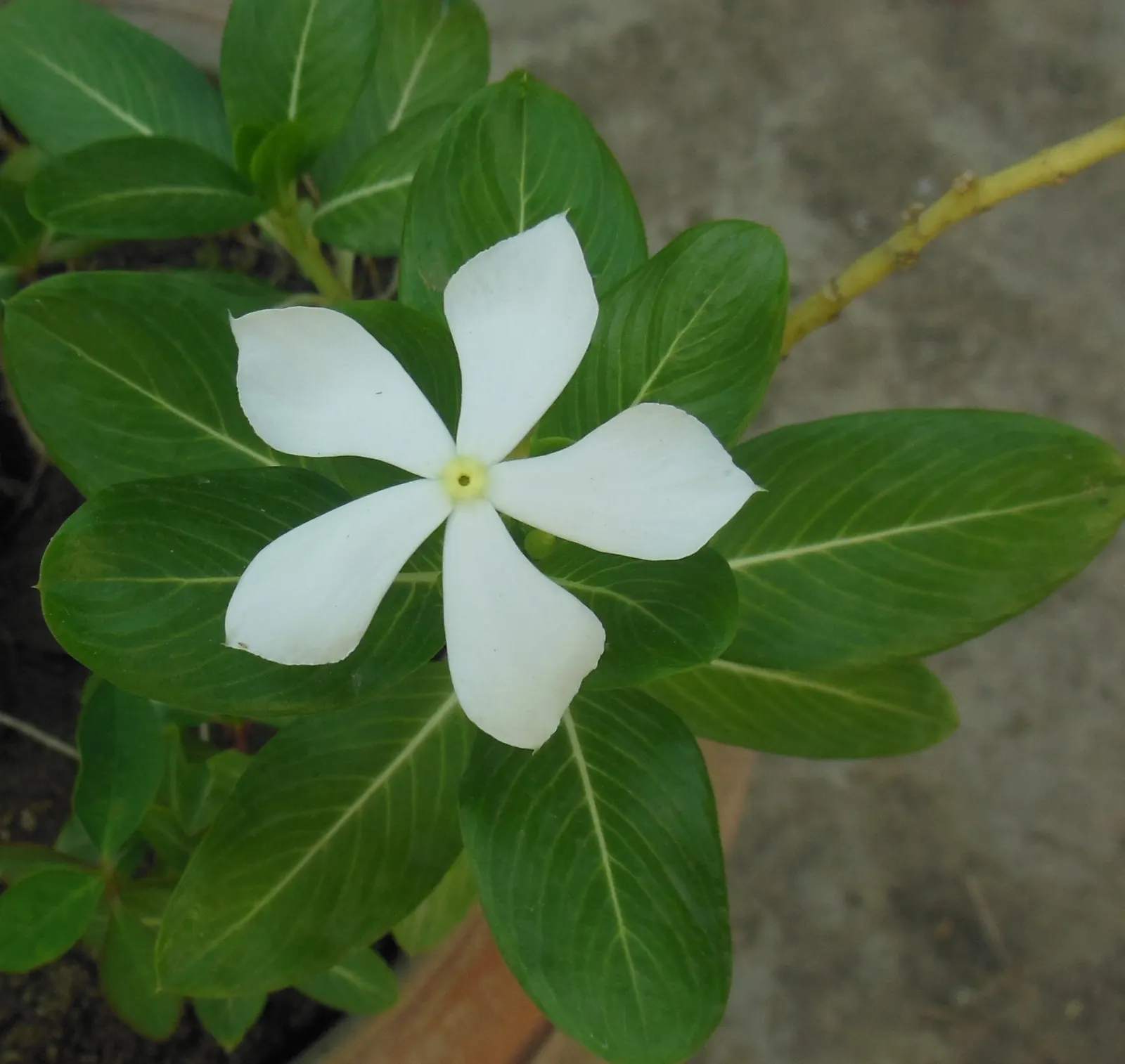 White Periwinkle (Vinca Minor 'Alba') — each typically measuring 1 inch in diameter