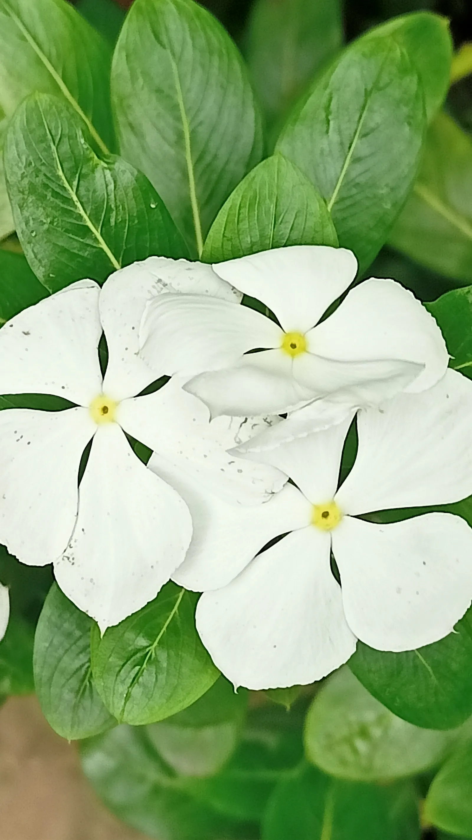 White Periwinkle (Vinca Minor 'Alba') — it reaches 4 to 6 inches in height and spreads 18 to 24 inches