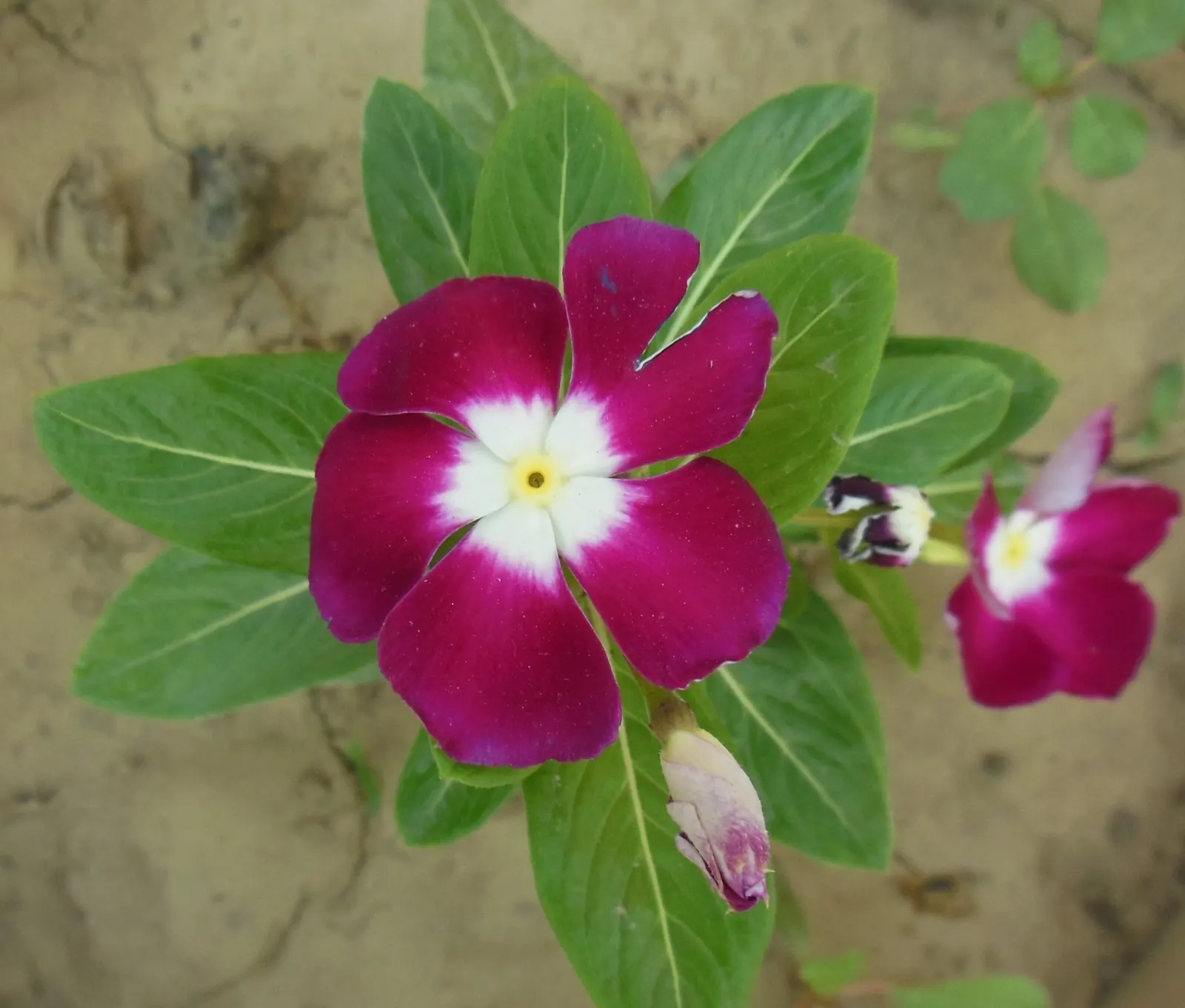 White Periwinkle (Vinca Minor 'Alba') — is a versatile evergreen ground cover plant; thus ensuring sustained beauty with minimal intervention.<br><br>As a
