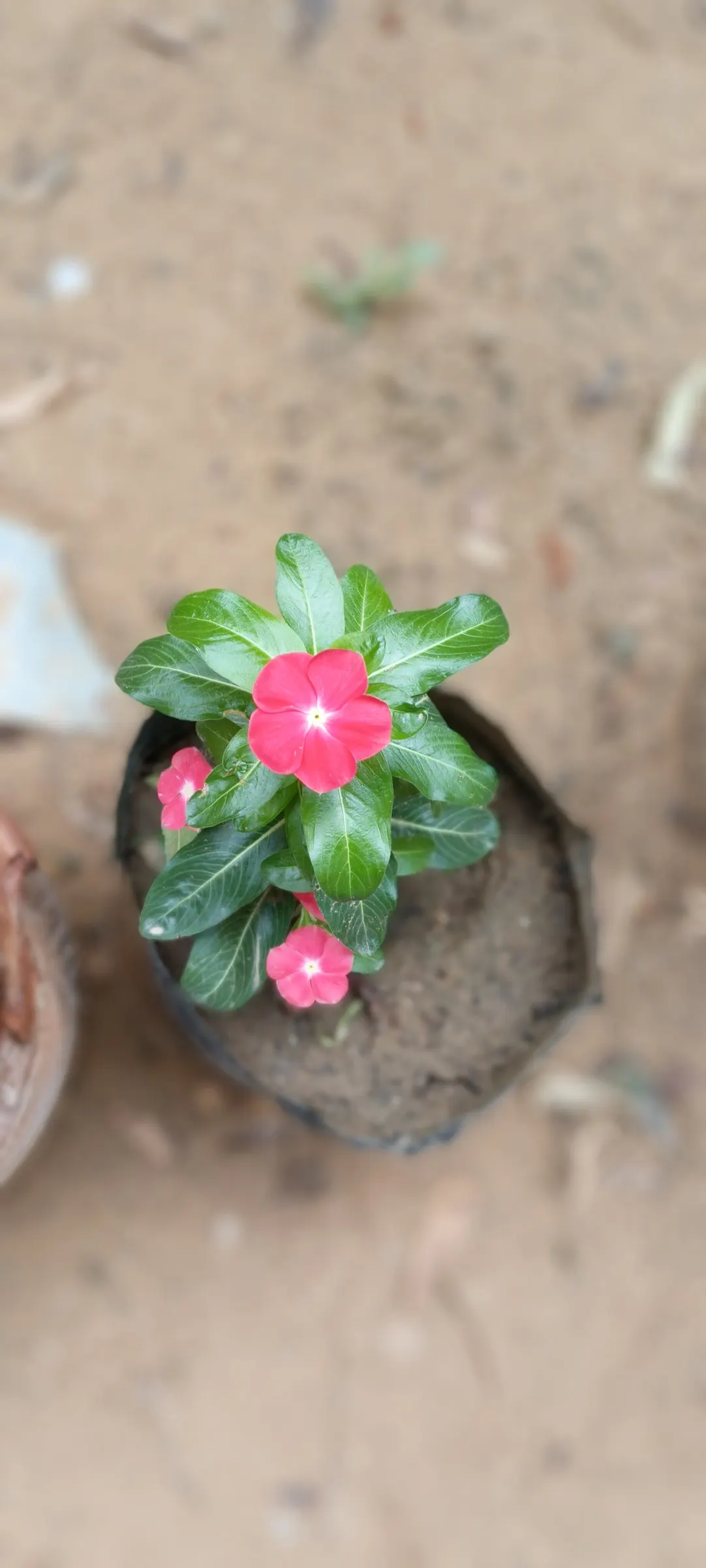 White Periwinkle (Vinca Minor 'Alba') — The White Periwinkle, or Vinca minor 'Alba', is an evergreen ground cover with a trailing habit; it reaches, image 51