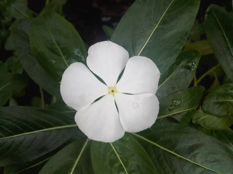 White Periwinkle (Vinca Minor 'Alba') — making it an excellent choice for understory plantings and north-facing gardens; it features glossy, dark-green leaves