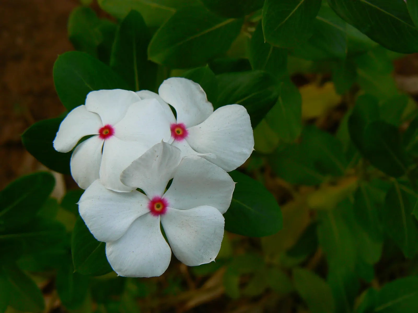 White Periwinkle (Vinca Minor 'Alba') — It's also highly regarded for its hardiness and is resistant to most pests and diseases; the plant's leaves are oblong