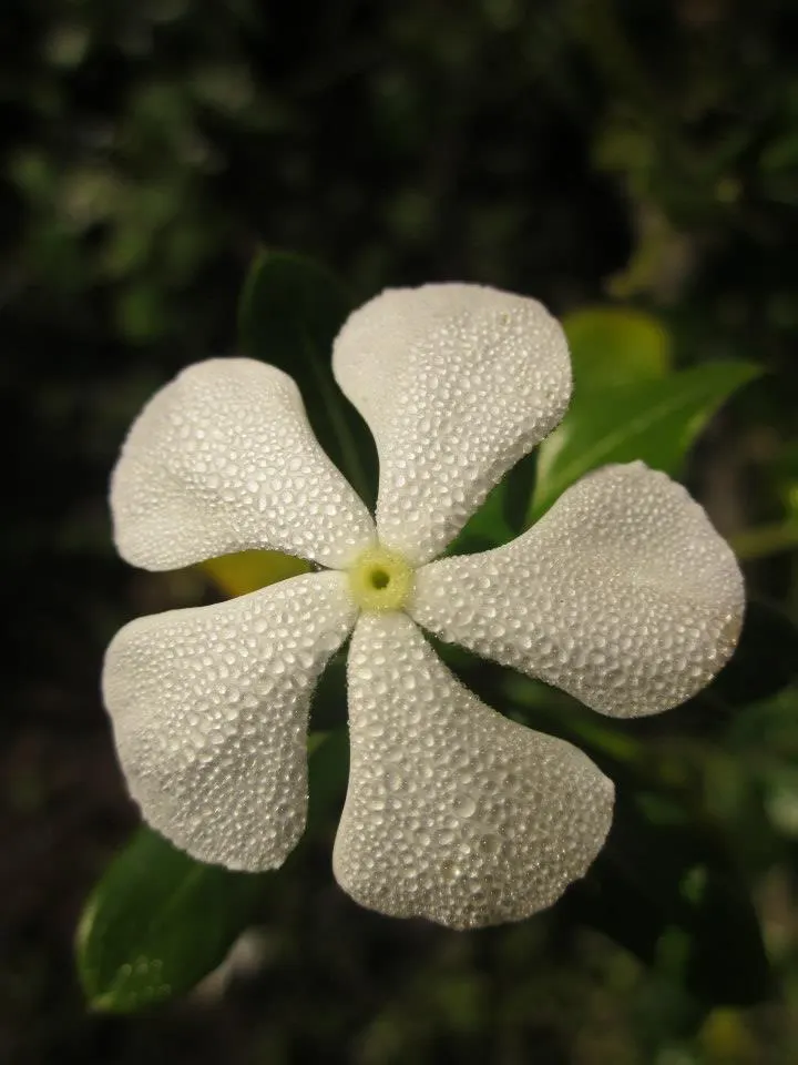 White Periwinkle (Vinca Minor 'Alba') — this periwinkle serves as an effective ground cover