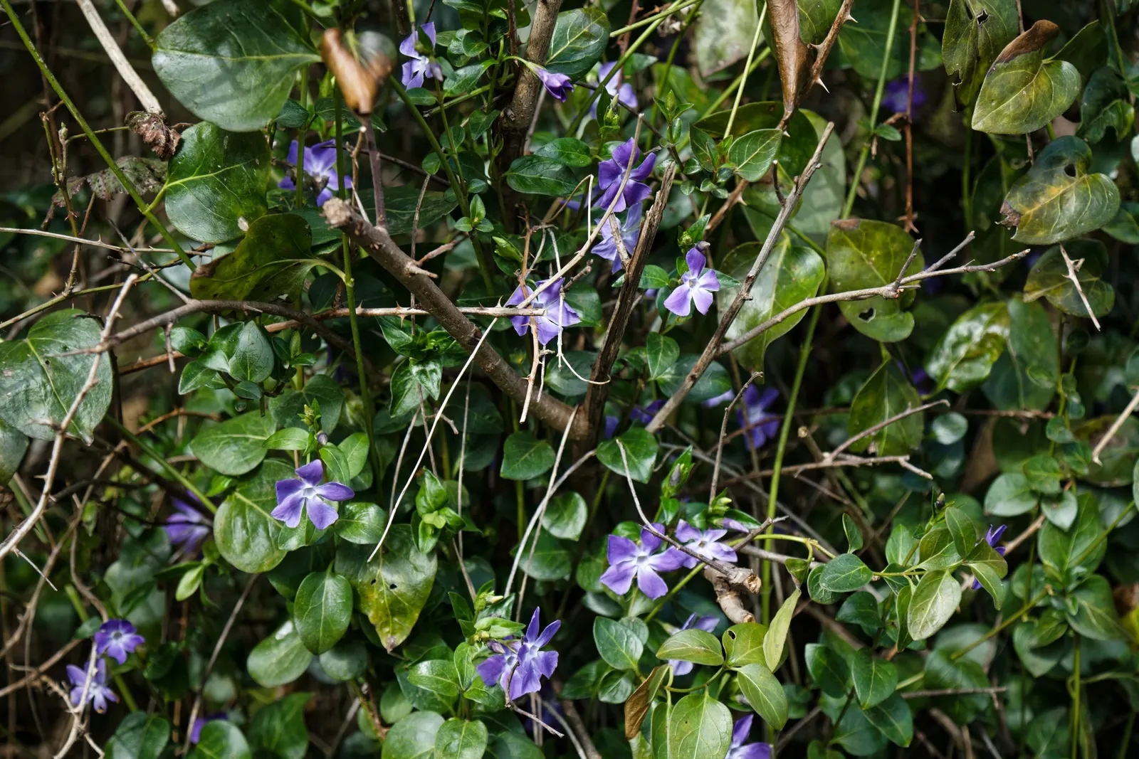 White Periwinkle (Vinca Minor 'Alba') — offering excellent coverage for borders and underplantings