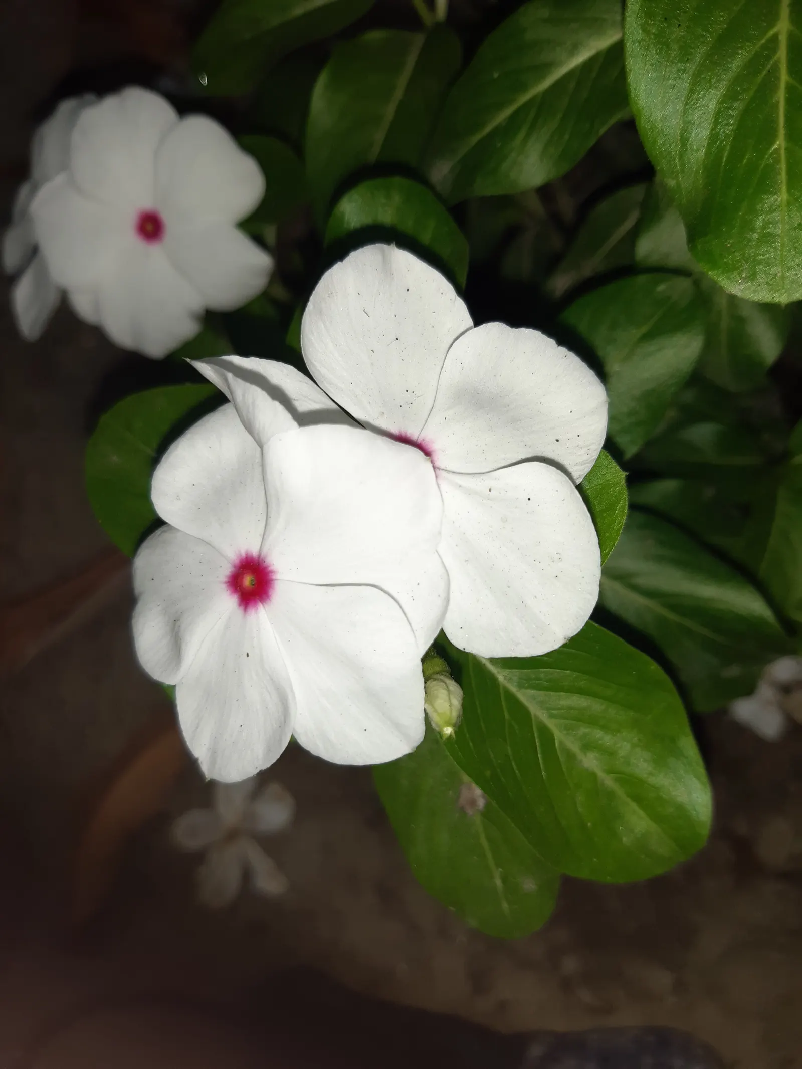 White Periwinkle (Vinca Minor 'Alba') — measuring approximately 1 to 2 inches long.<br><br>Ideal for USDA hardiness zones 4 through 8, image 38