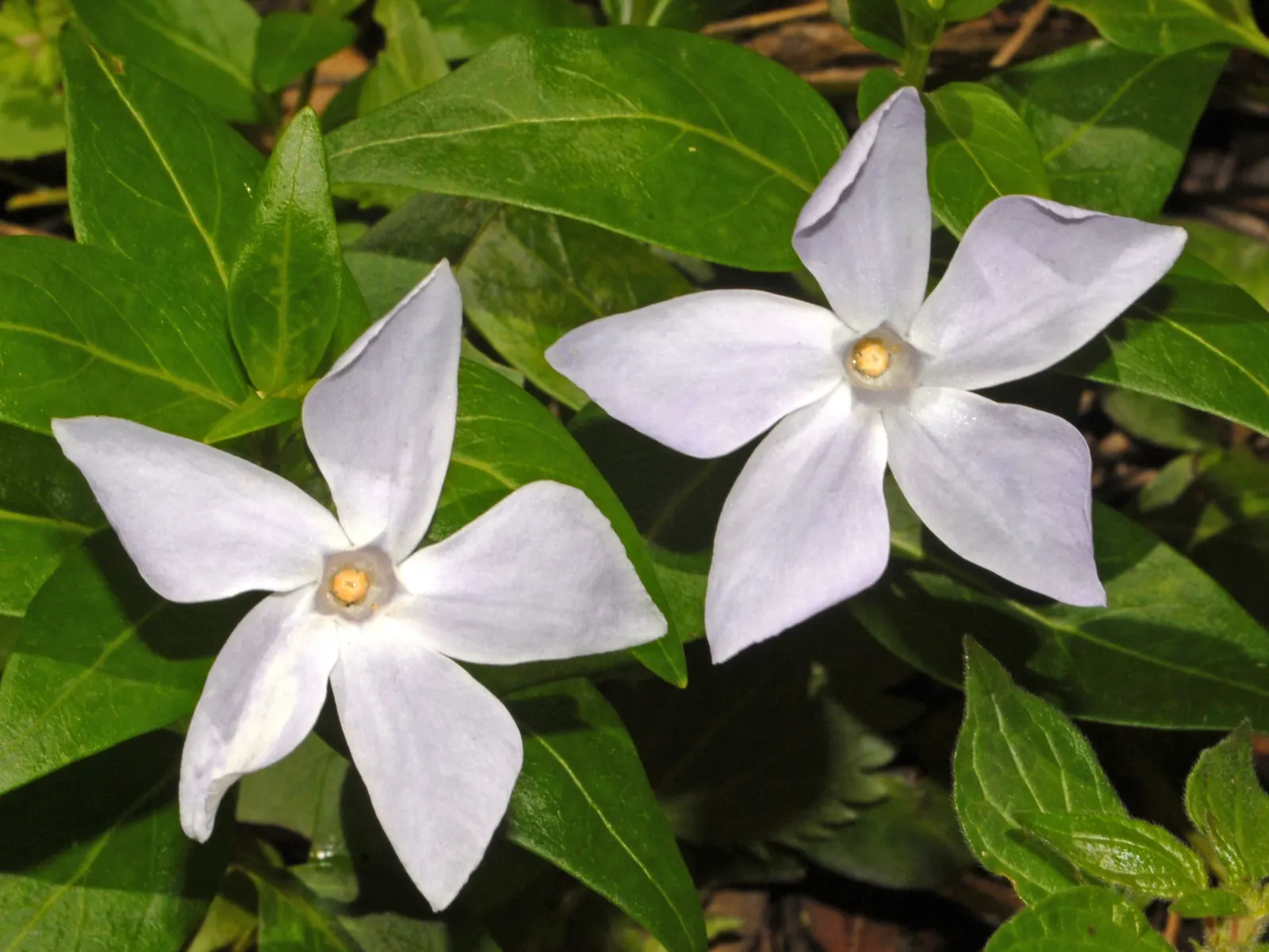 White Periwinkle (Vinca Minor 'Alba') — this periwinkle serves as an effective ground cover; violet flowers in the garden