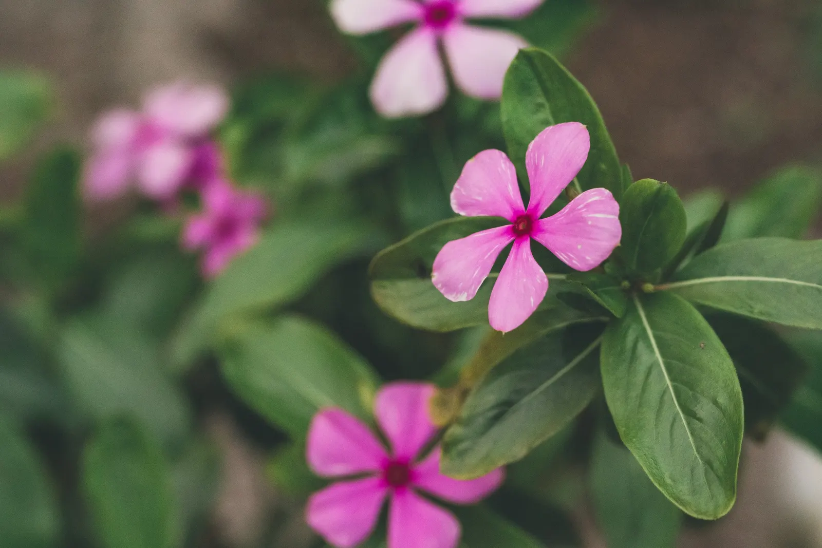 White Periwinkle (Vinca Minor 'Alba') — It features glossy, dark-green leaves and produces delicate, star-shaped, white flowers in spring; which, image 52
