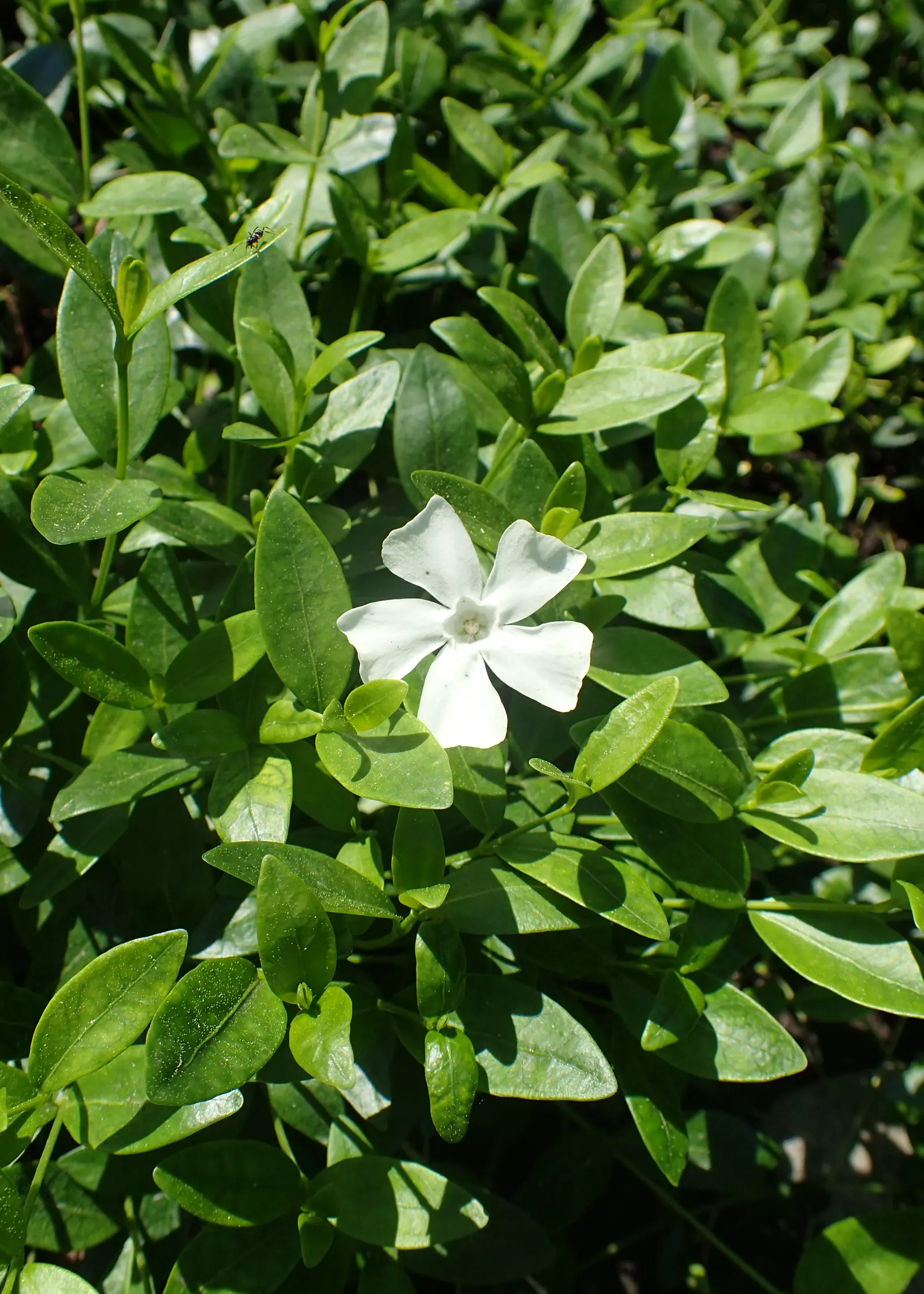 White Periwinkle (Vinca Minor 'Alba') — The White Periwinkle, or Vinca minor 'Alba', is an evergreen ground cover with a trailing habit