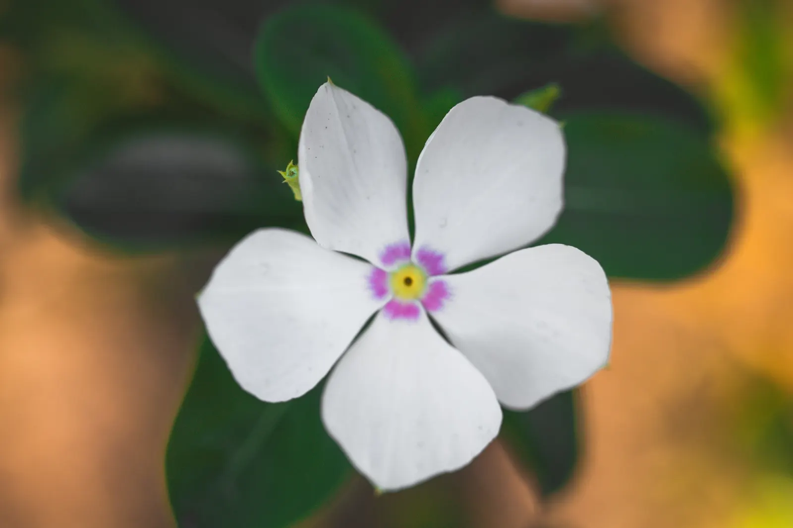 White Periwinkle (Vinca Minor 'Alba') — preventing soil erosion and deterring weeds with its dense foliage; offering excellent coverage for borders and