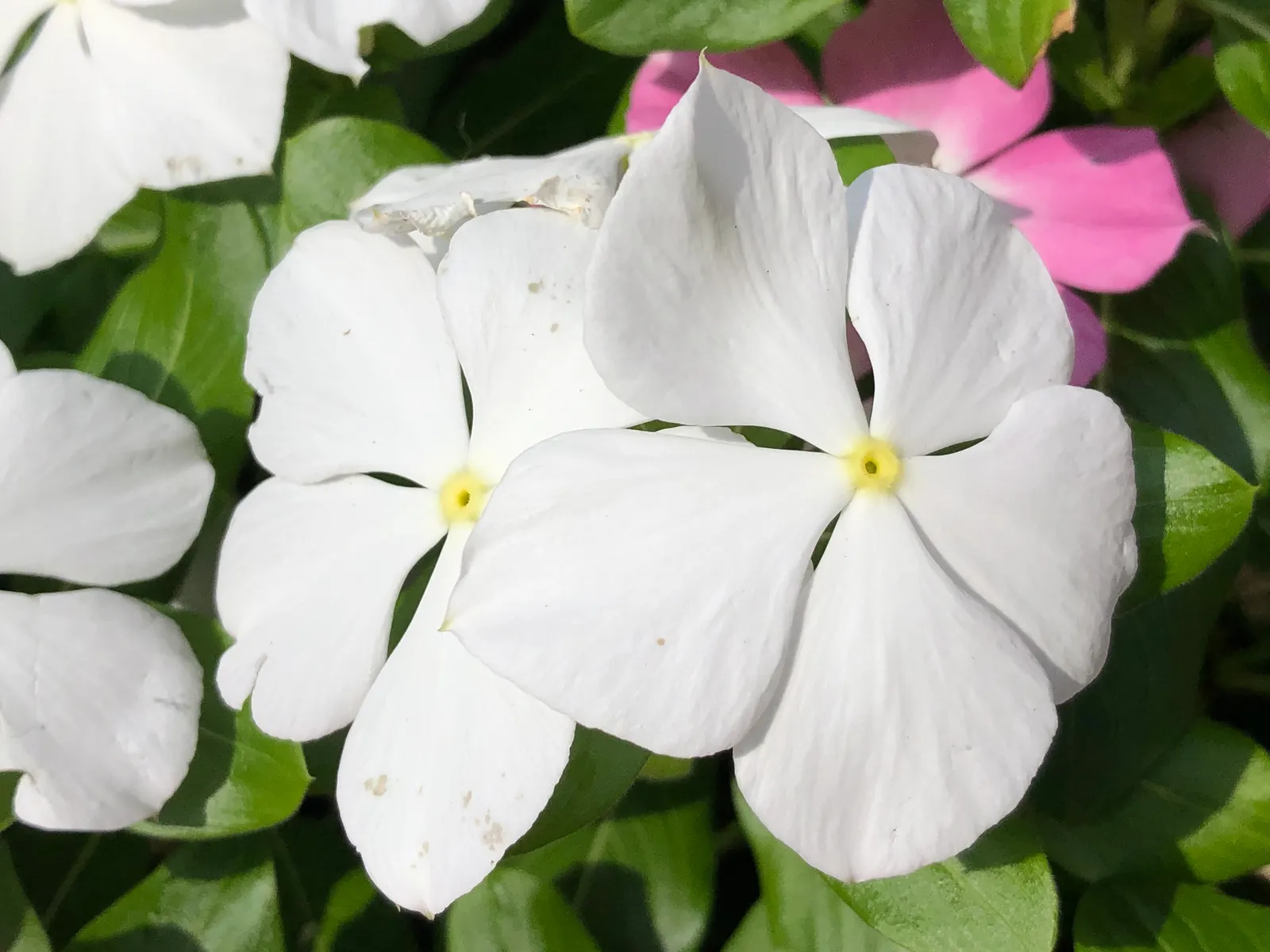 White Periwinkle (Vinca Minor 'Alba') — offering excellent coverage for borders and underplantings; is a versatile evergreen ground cover plant, image 55