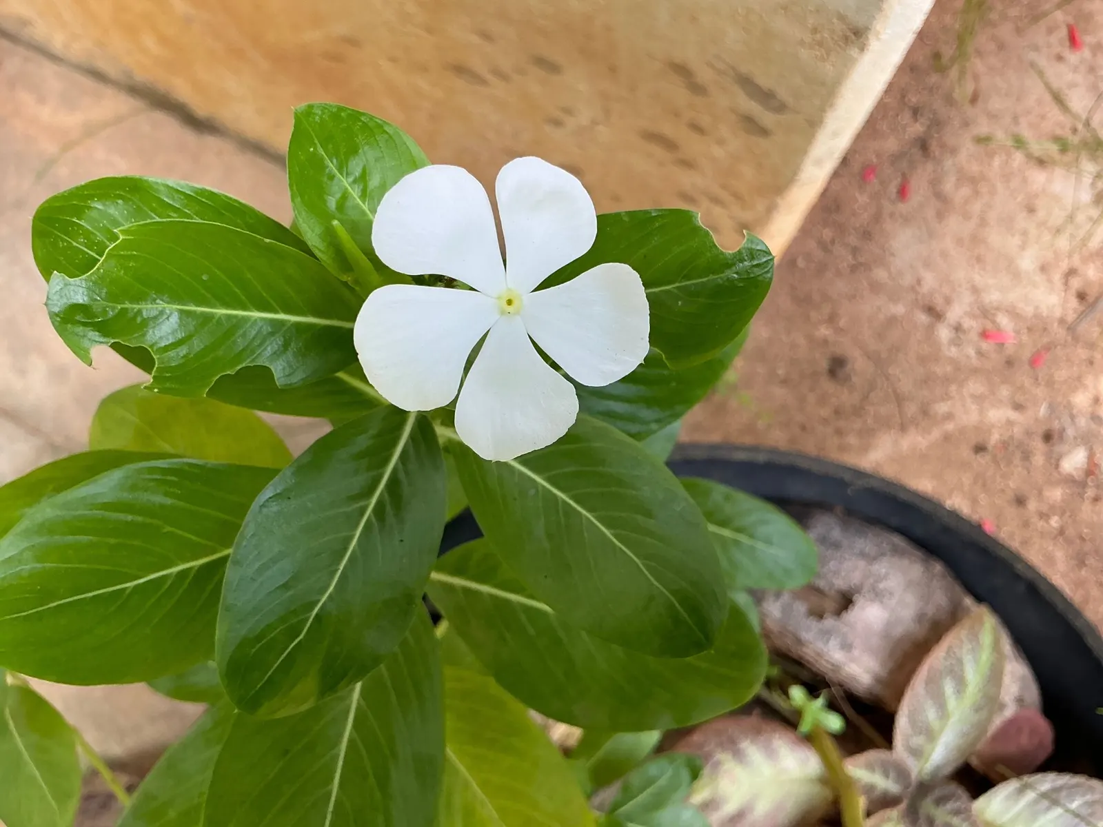 White Periwinkle (Vinca Minor 'Alba') — scientifically named Vinca minor 'Alba'; the White Periwinkle thrives in partial to full shade