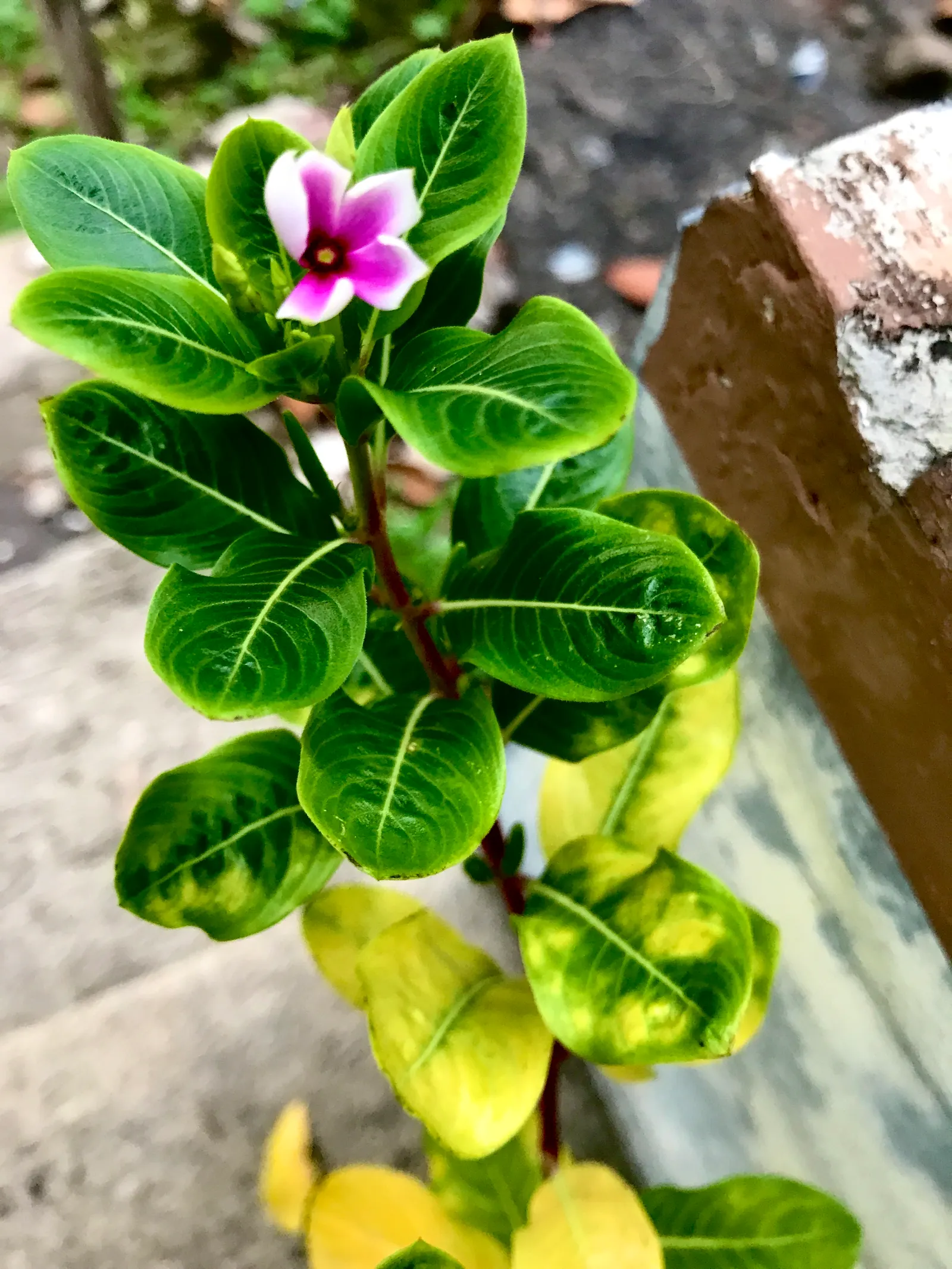 White Periwinkle (Vinca Minor 'Alba') — typically flowering from spring into the fall; the White Periwinkle, or Vinca minor 'Alba', is an evergreen ground