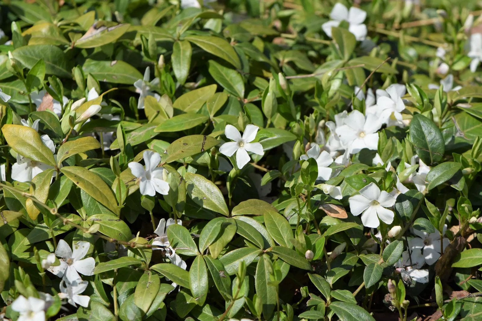 White Periwinkle (Vinca Minor 'Alba') — which contrasts strikingly against its glossy