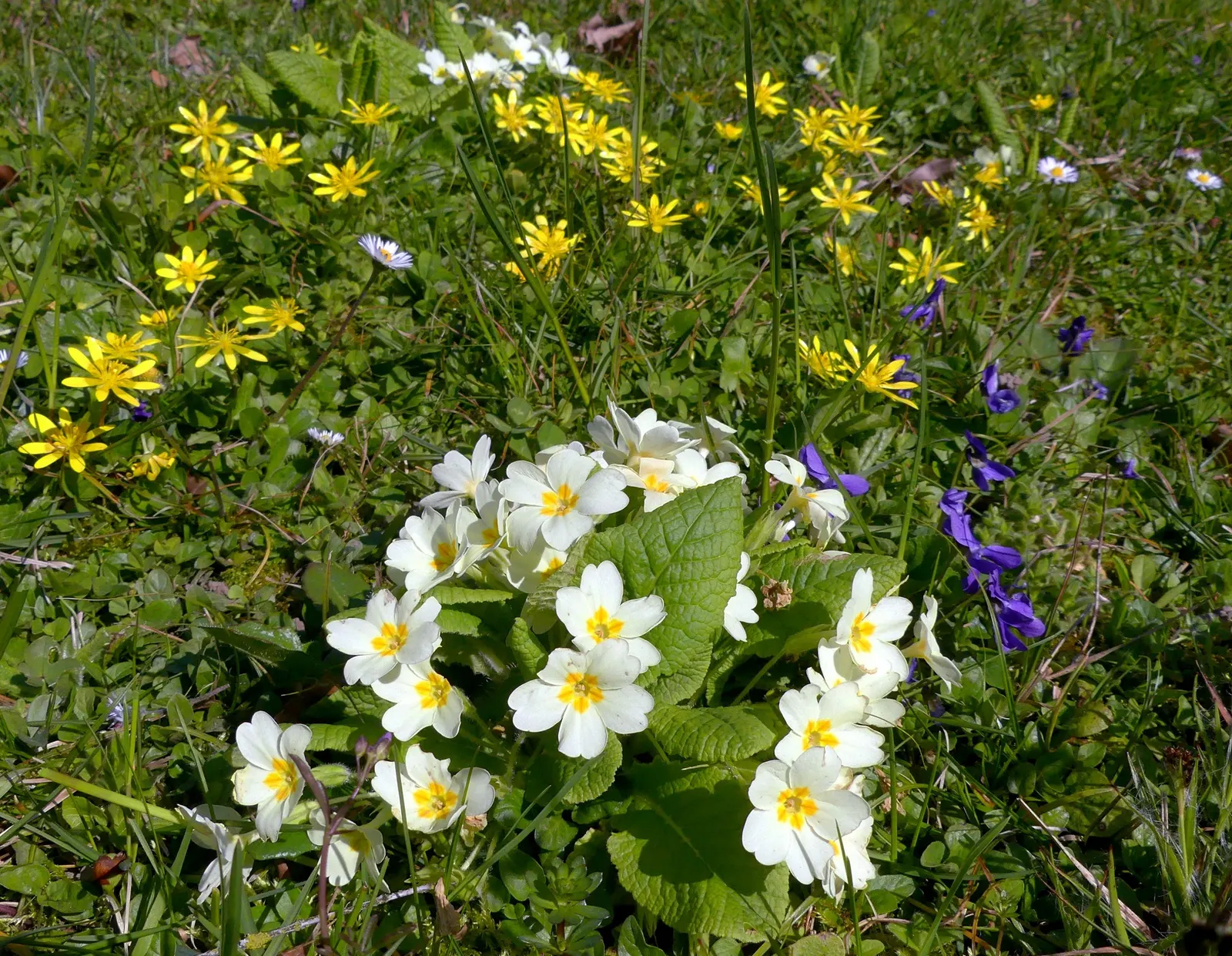 White Periwinkle (Vinca Minor 'Alba') — ground cover with violet blooms