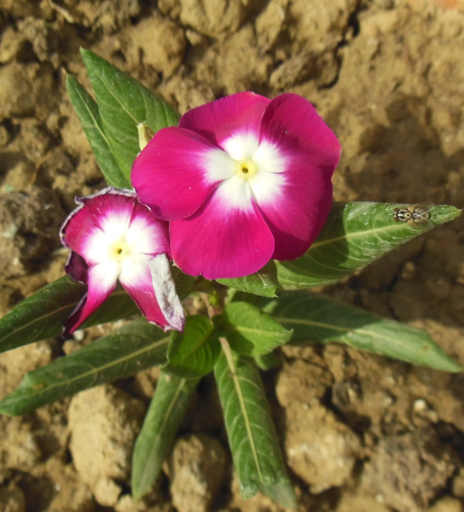 White Periwinkle (Vinca Minor 'Alba') — prized for its resplendence and low-maintenance character in landscape designs