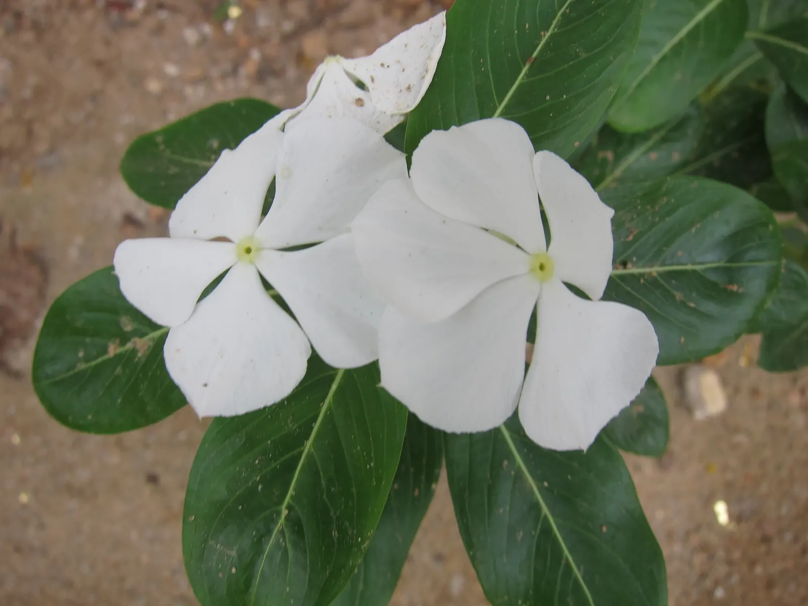 White Periwinkle (Vinca Minor 'Alba') — It features glossy, dark-green leaves and produces delicate, star-shaped, white flowers in spring